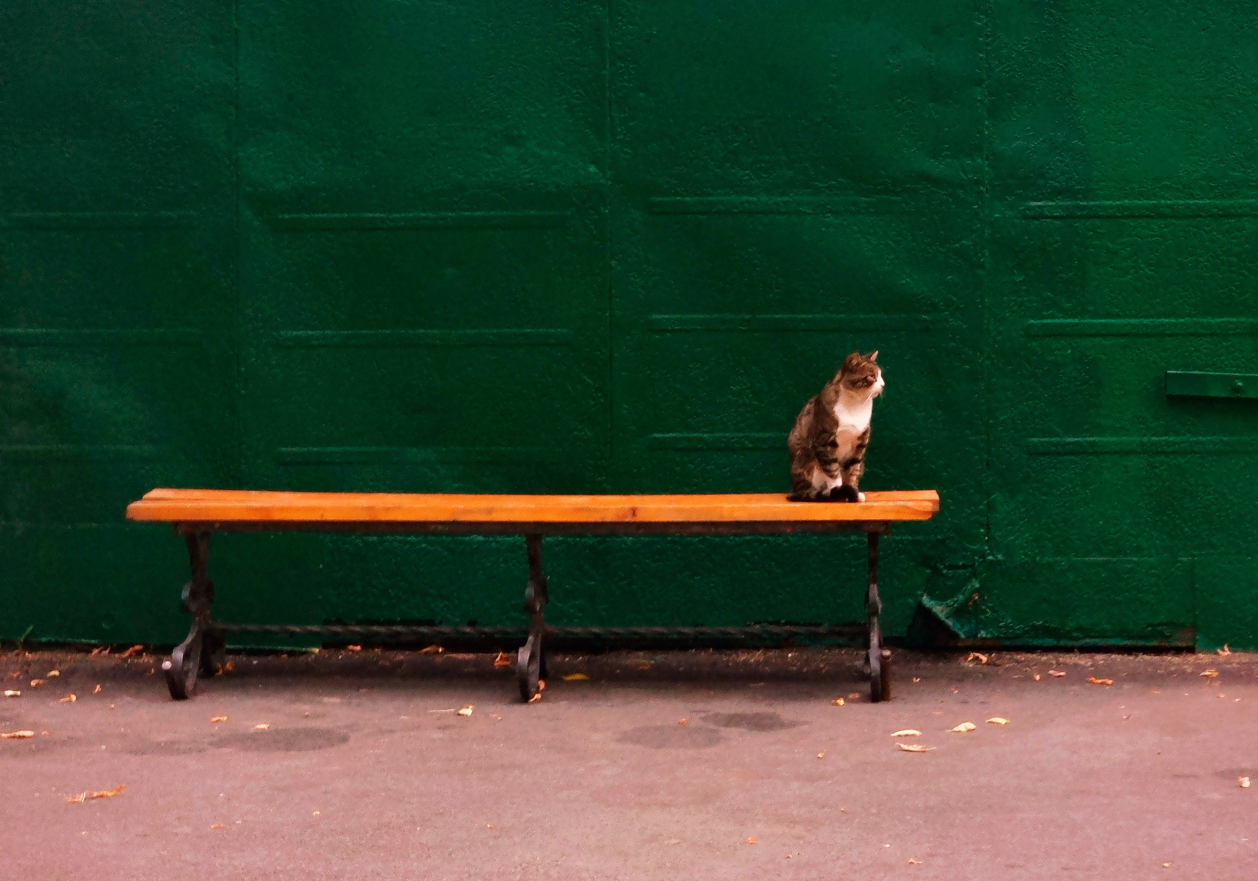 Июль 2025. Den Mirov — Фотограф, Музыкант