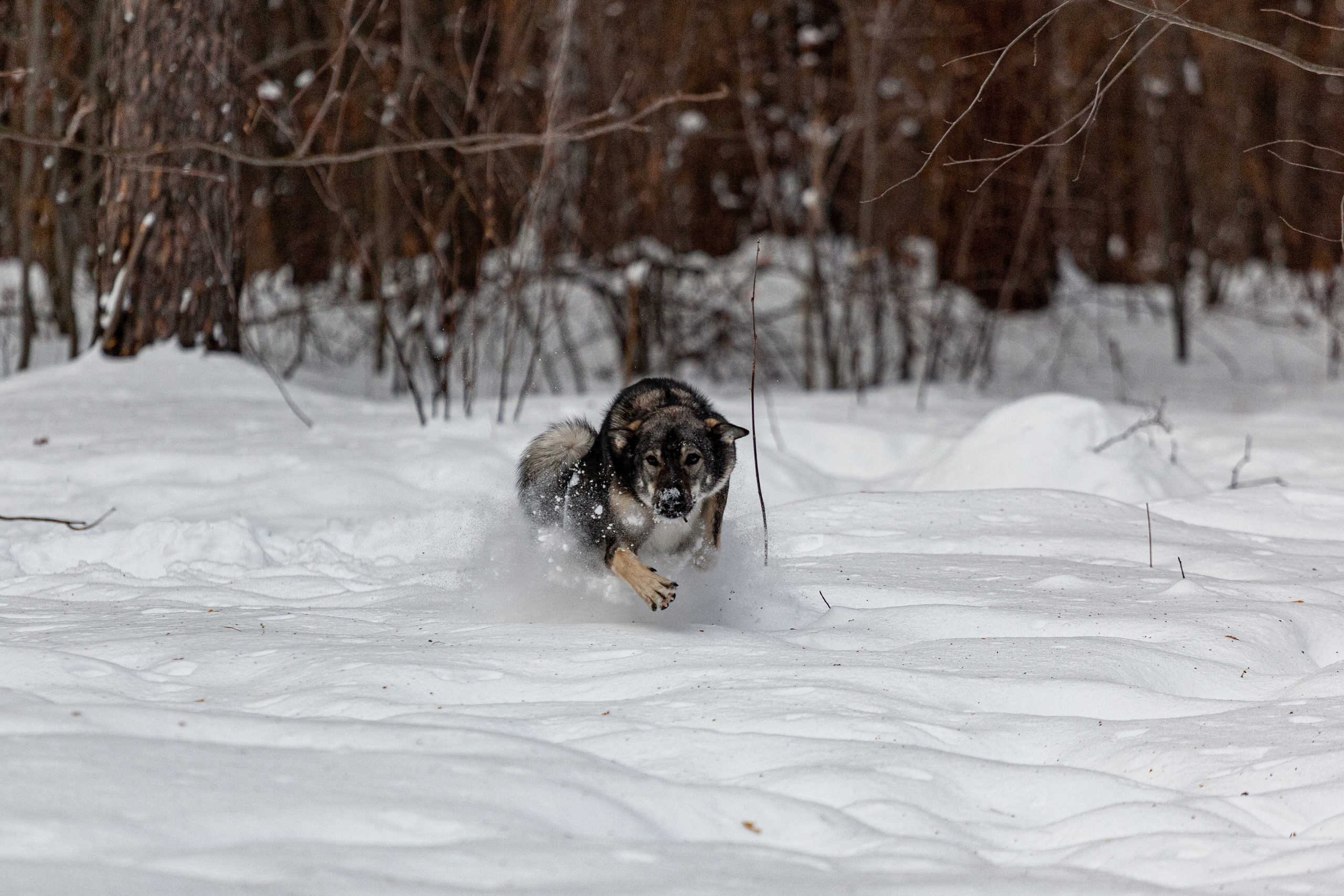 Animals. Креативный фотограф в Екатеринбурге Юлия Николотова