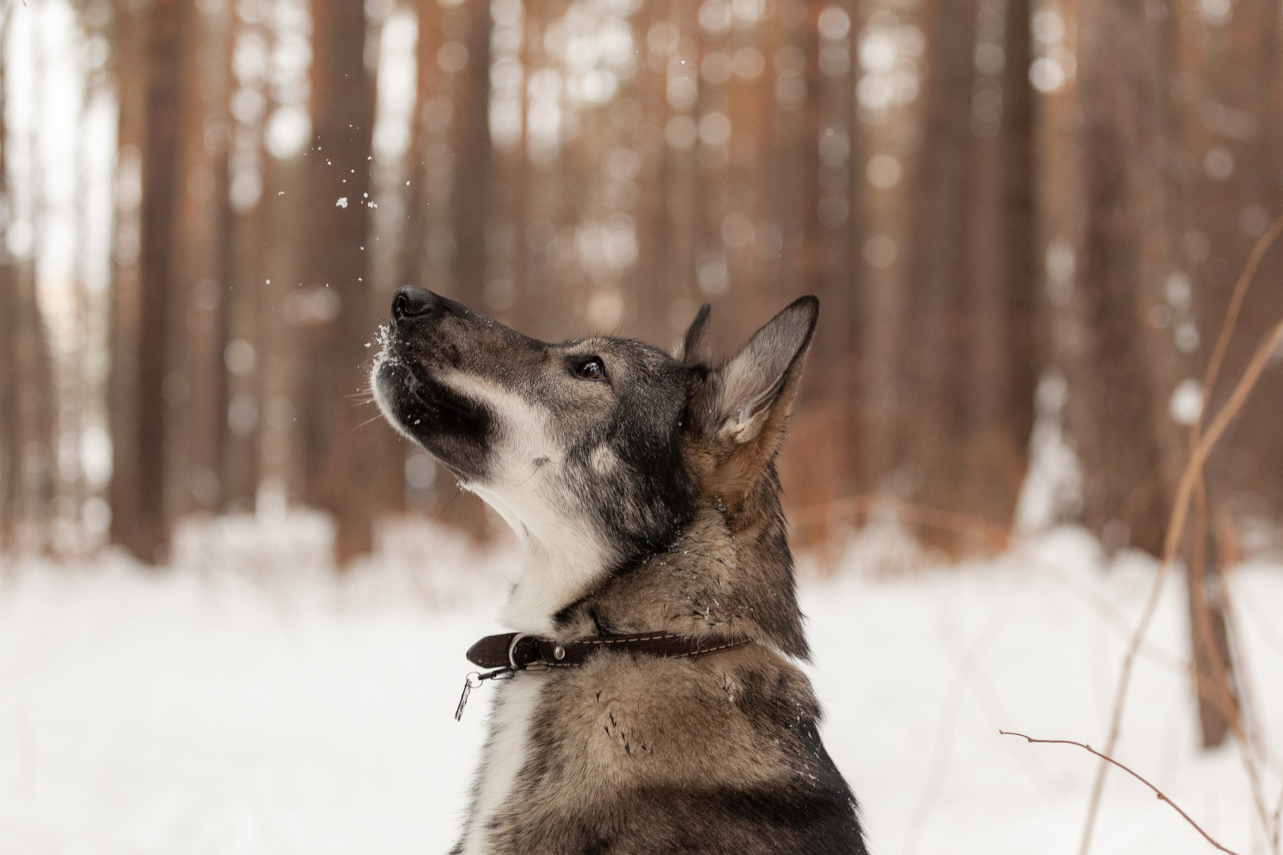 Animals. Креативный фотограф в Екатеринбурге Юлия Николотова