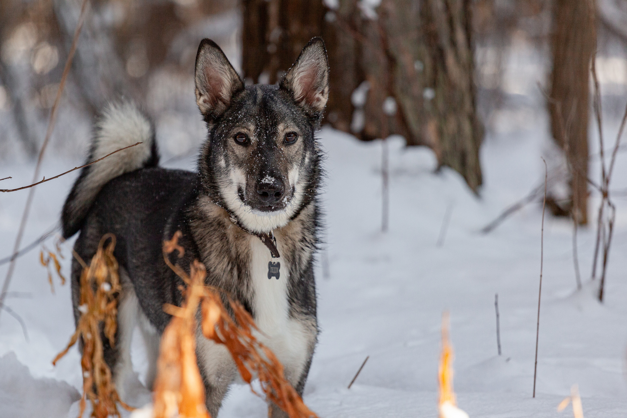 Animals. Креативный фотограф в Екатеринбурге Юлия Николотова