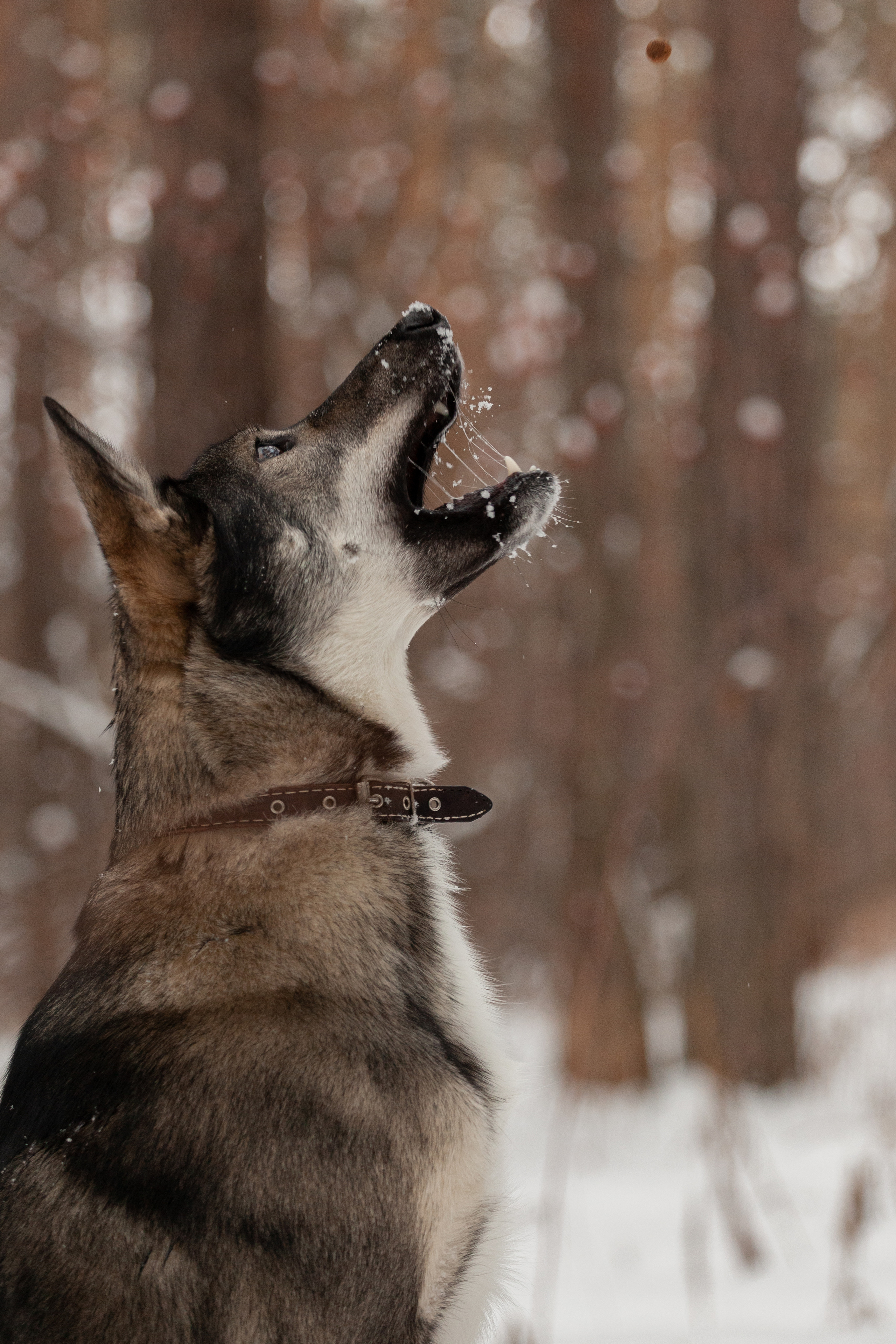 Animals. Креативный фотограф в Екатеринбурге Юлия Николотова