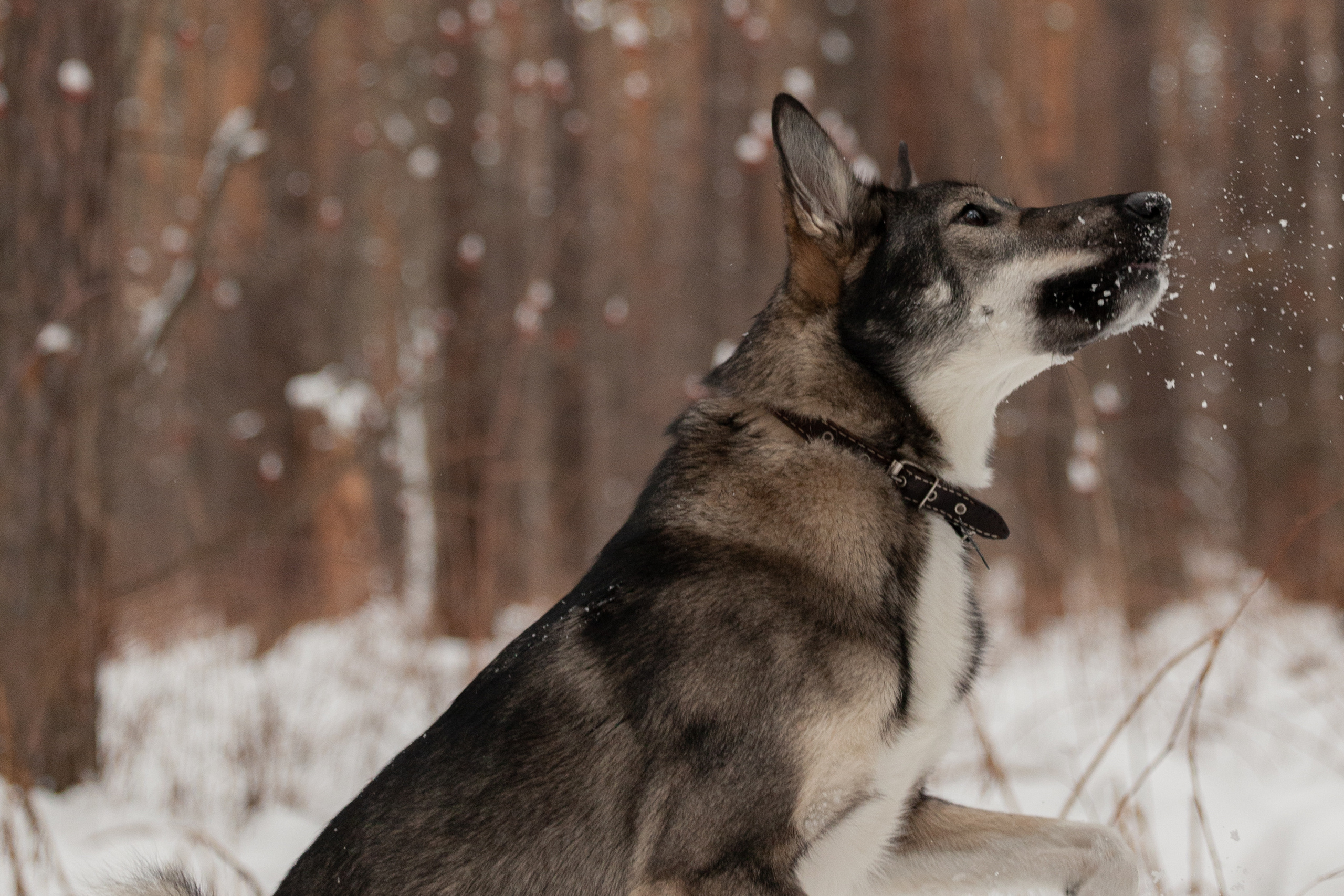 Animals. Креативный фотограф в Екатеринбурге Юлия Николотова