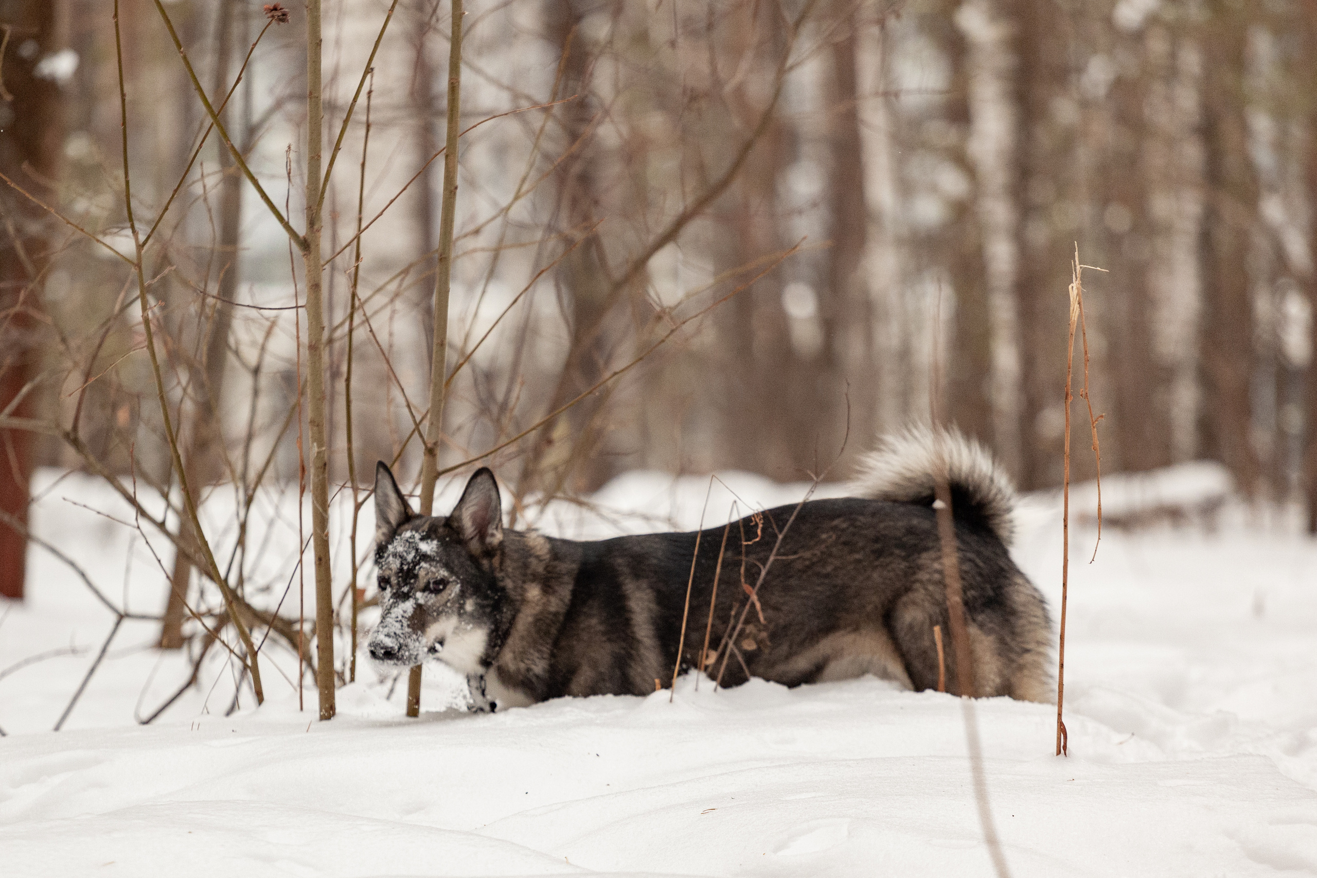 Animals. Креативный фотограф в Екатеринбурге Юлия Николотова