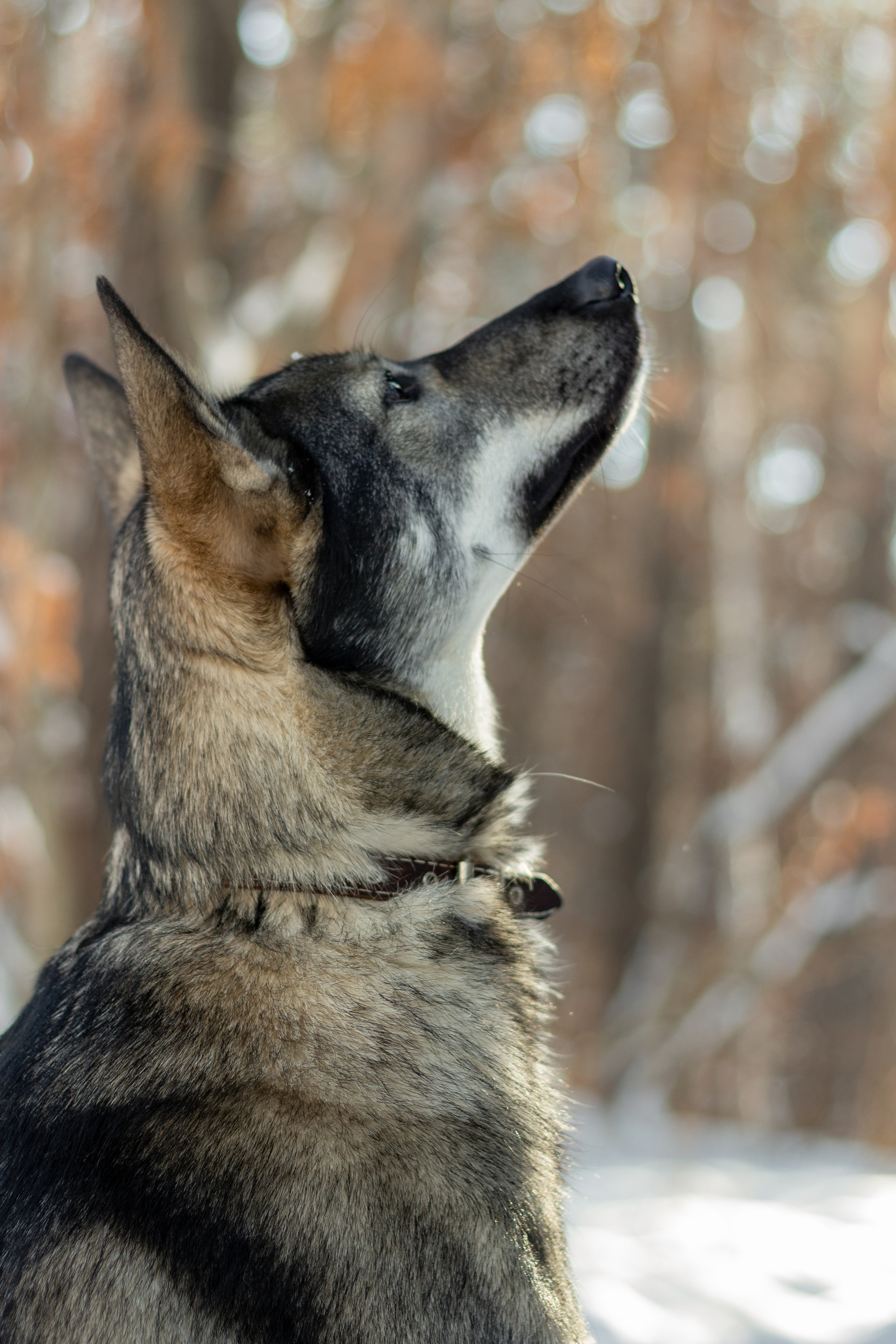 Animals. Креативный фотограф в Екатеринбурге Юлия Николотова