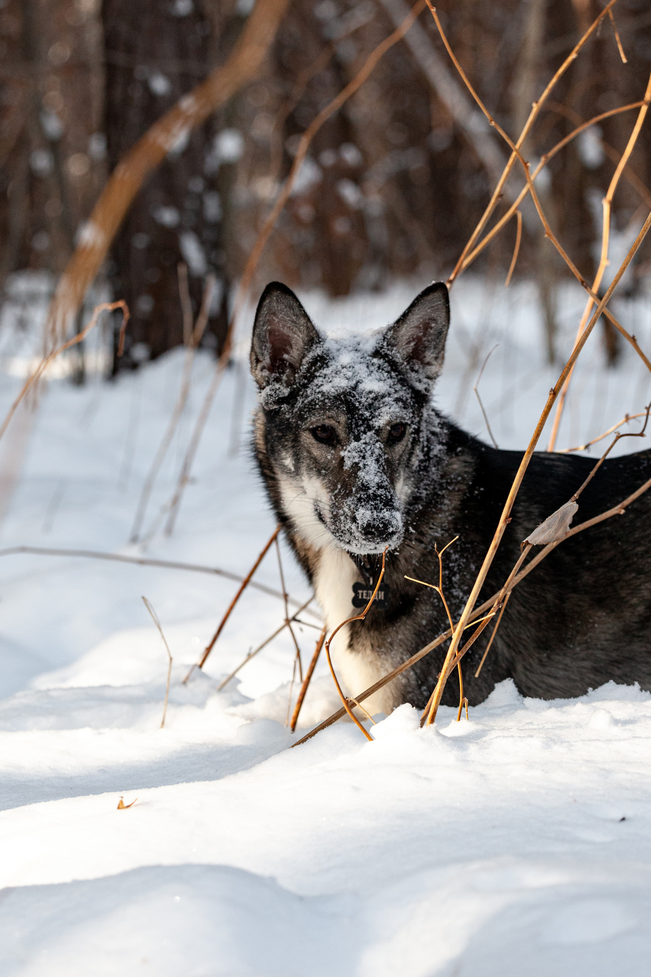 Animals. Креативный фотограф в Екатеринбурге Юлия Николотова