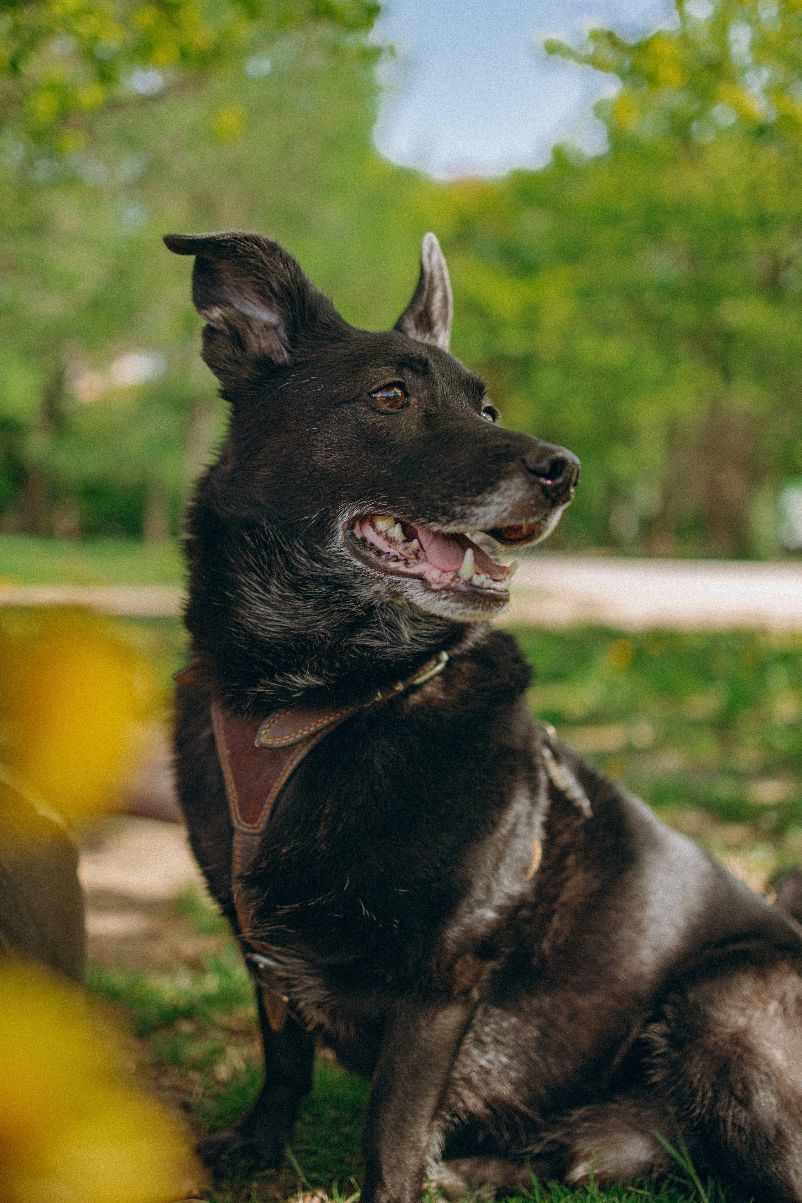 Наталья, Марфа и Норд. Фотограф-анималист в Москве Лера Черноног