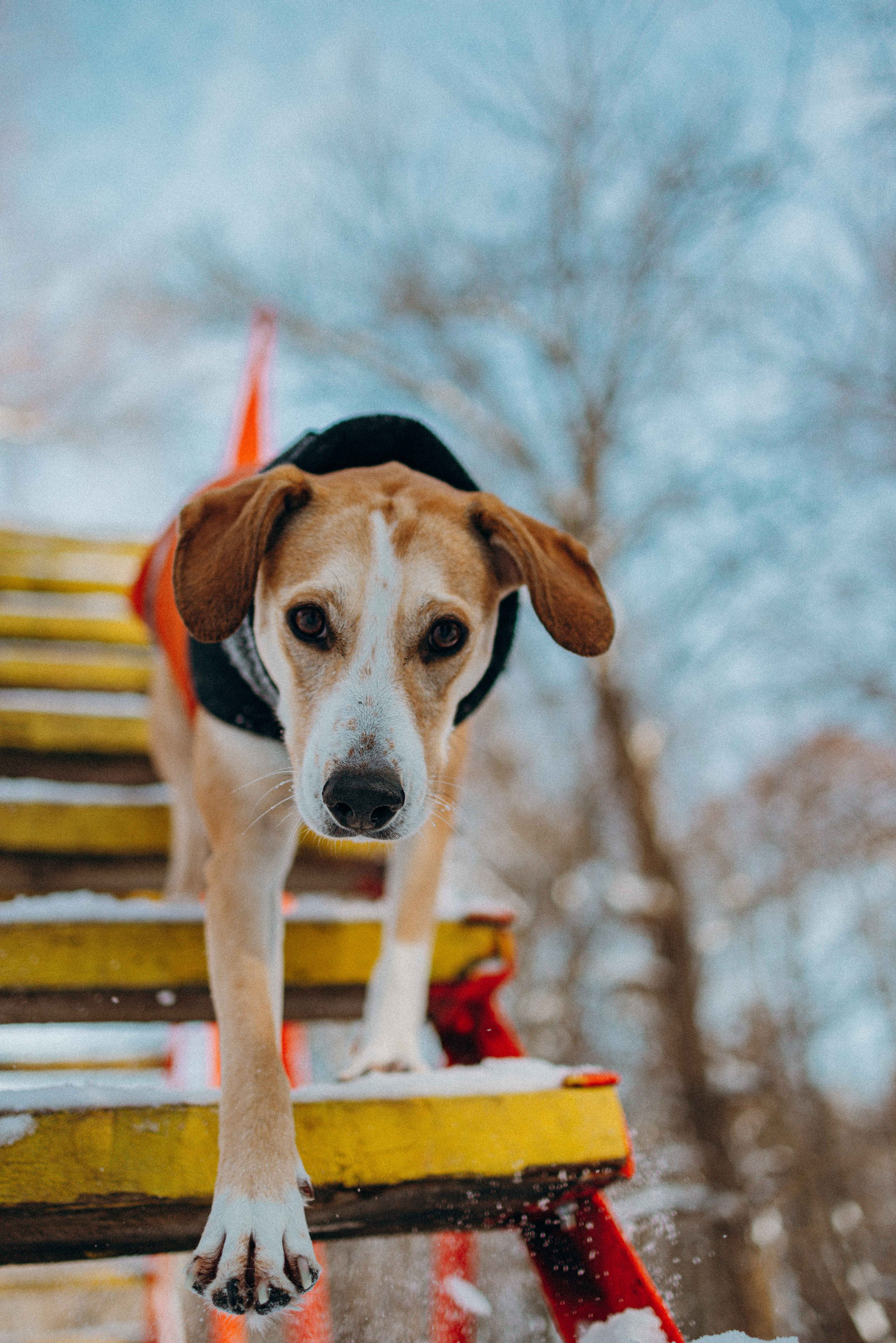 Свобода и ее семья. Фотограф-анималист в Москве Лера Черноног