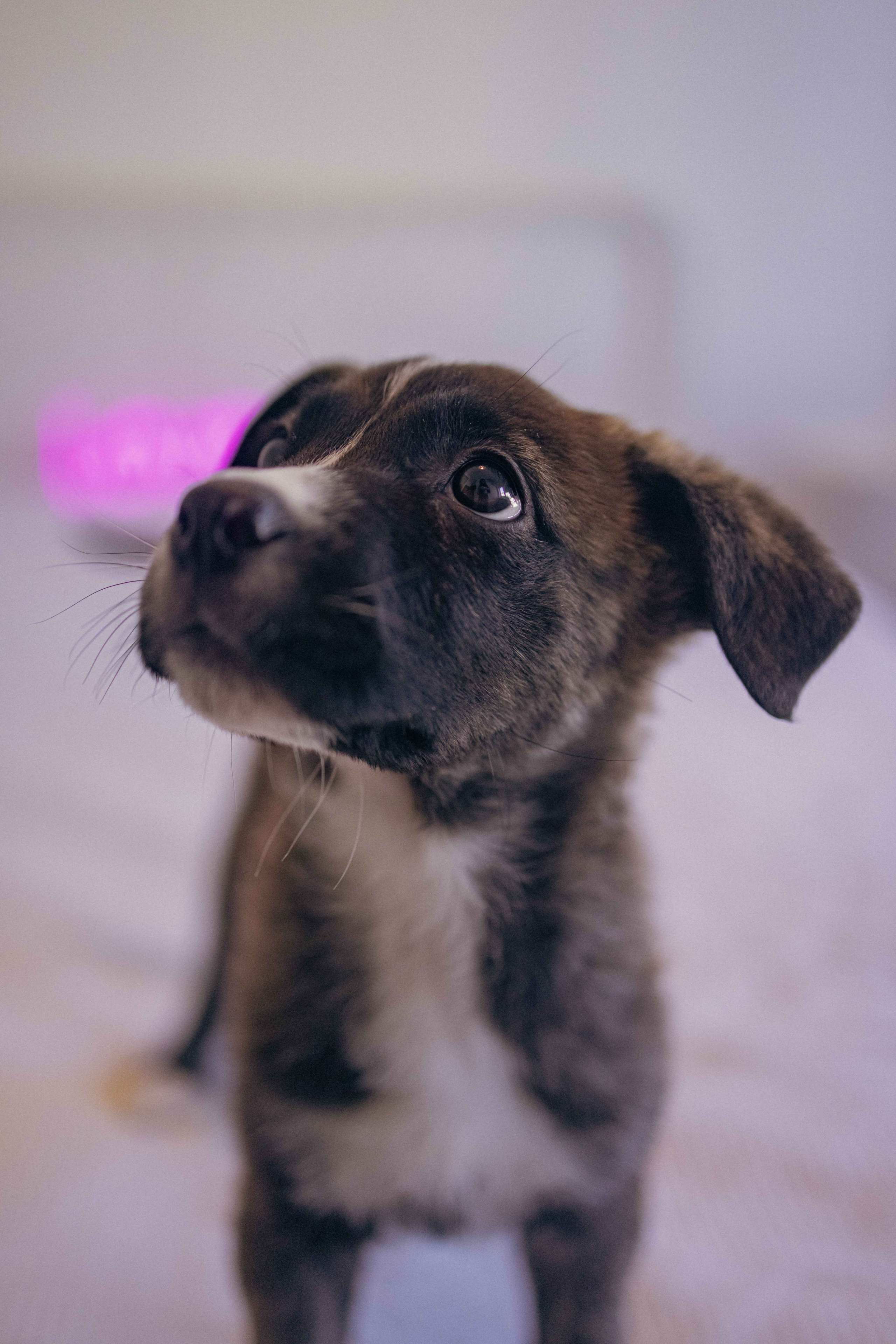 Гайка. Фотограф-анималист в Москве Лера Черноног