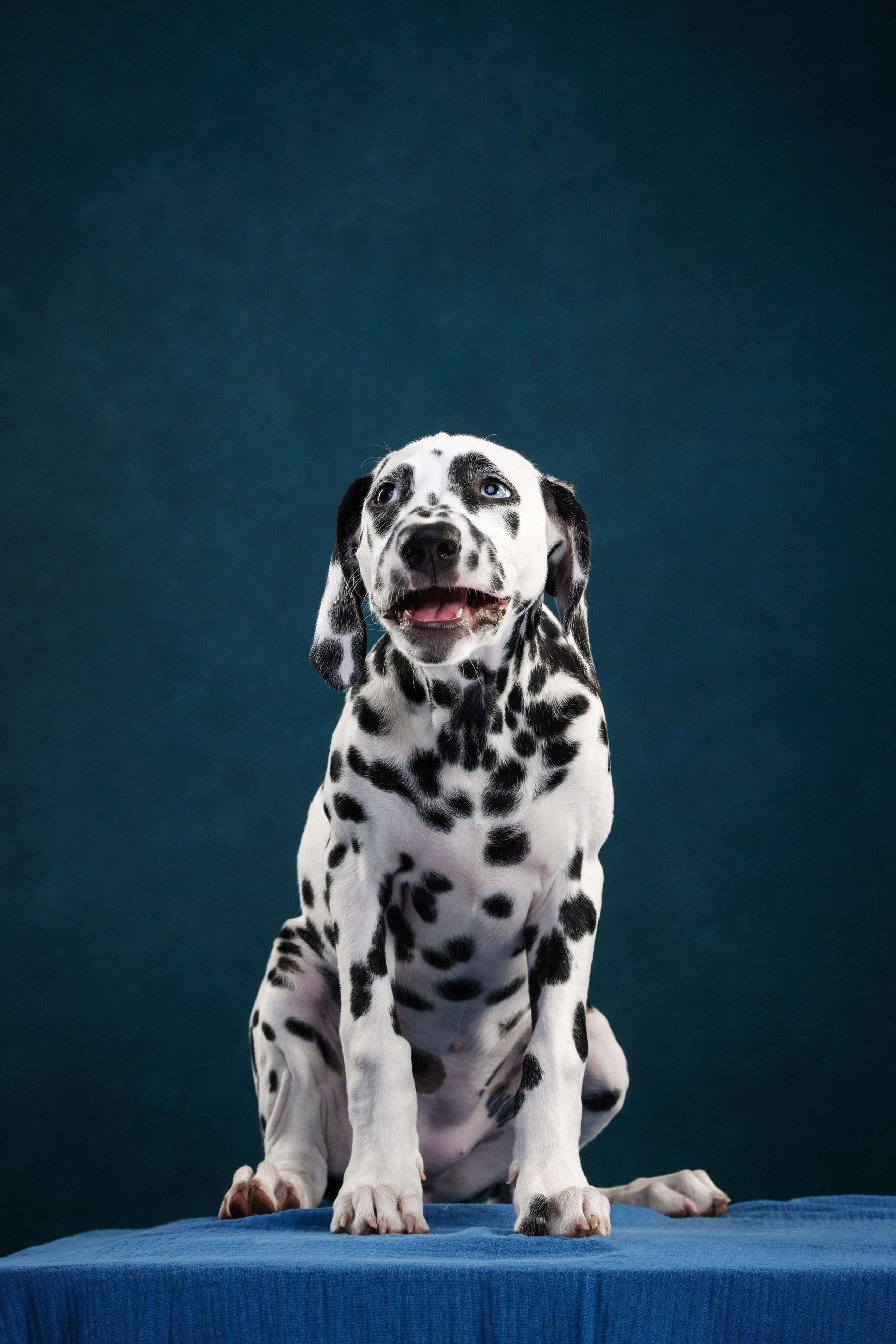 Далматин Одри. Фотограф анималист Осипчикова Мария