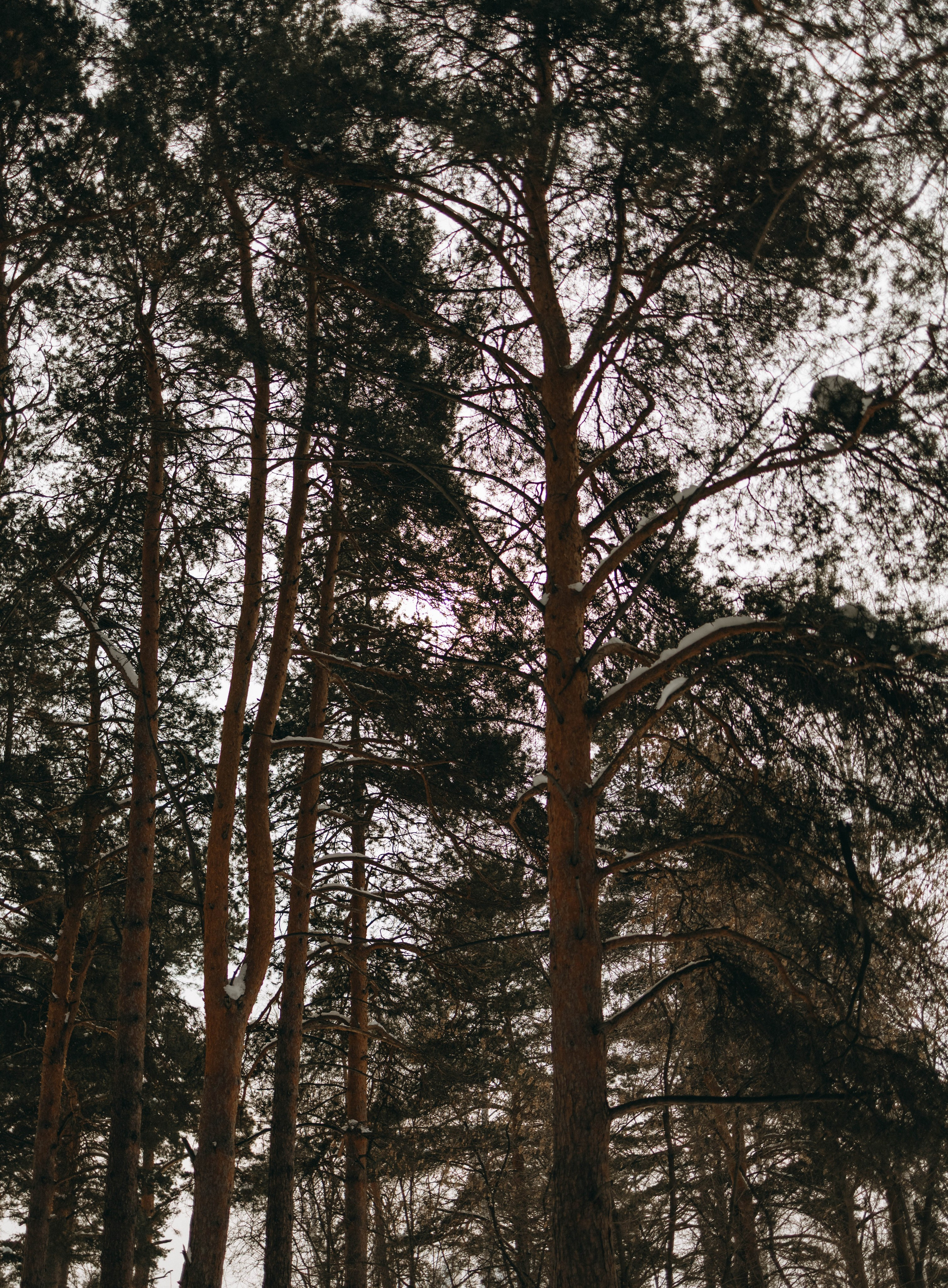 Варвара и Шелби. Фотограф-анималист в Екатеринбурге | Кристина