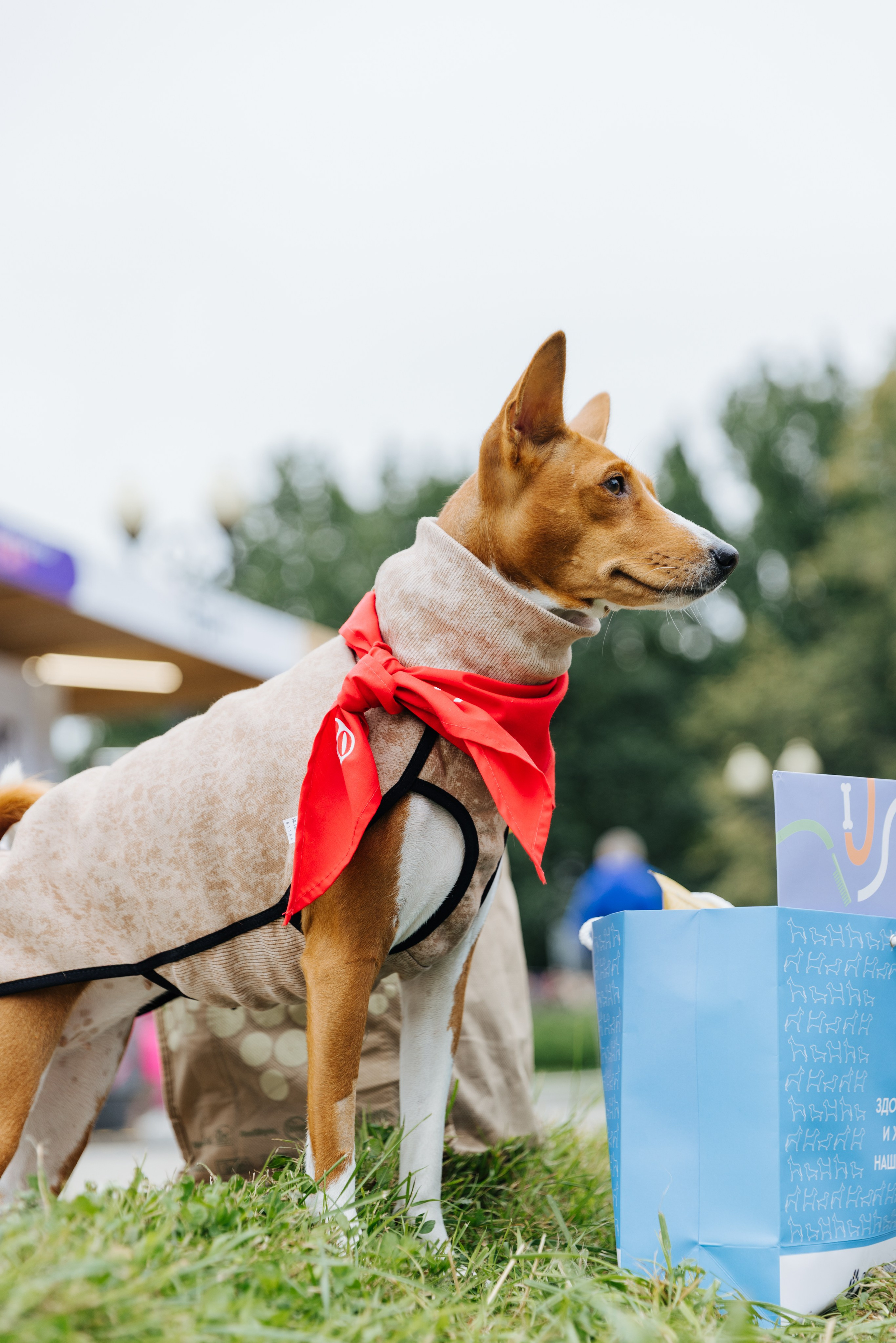 Хвостатый репортаж. Аксана Лисовская фотограф в Москве. Фотографии с характером