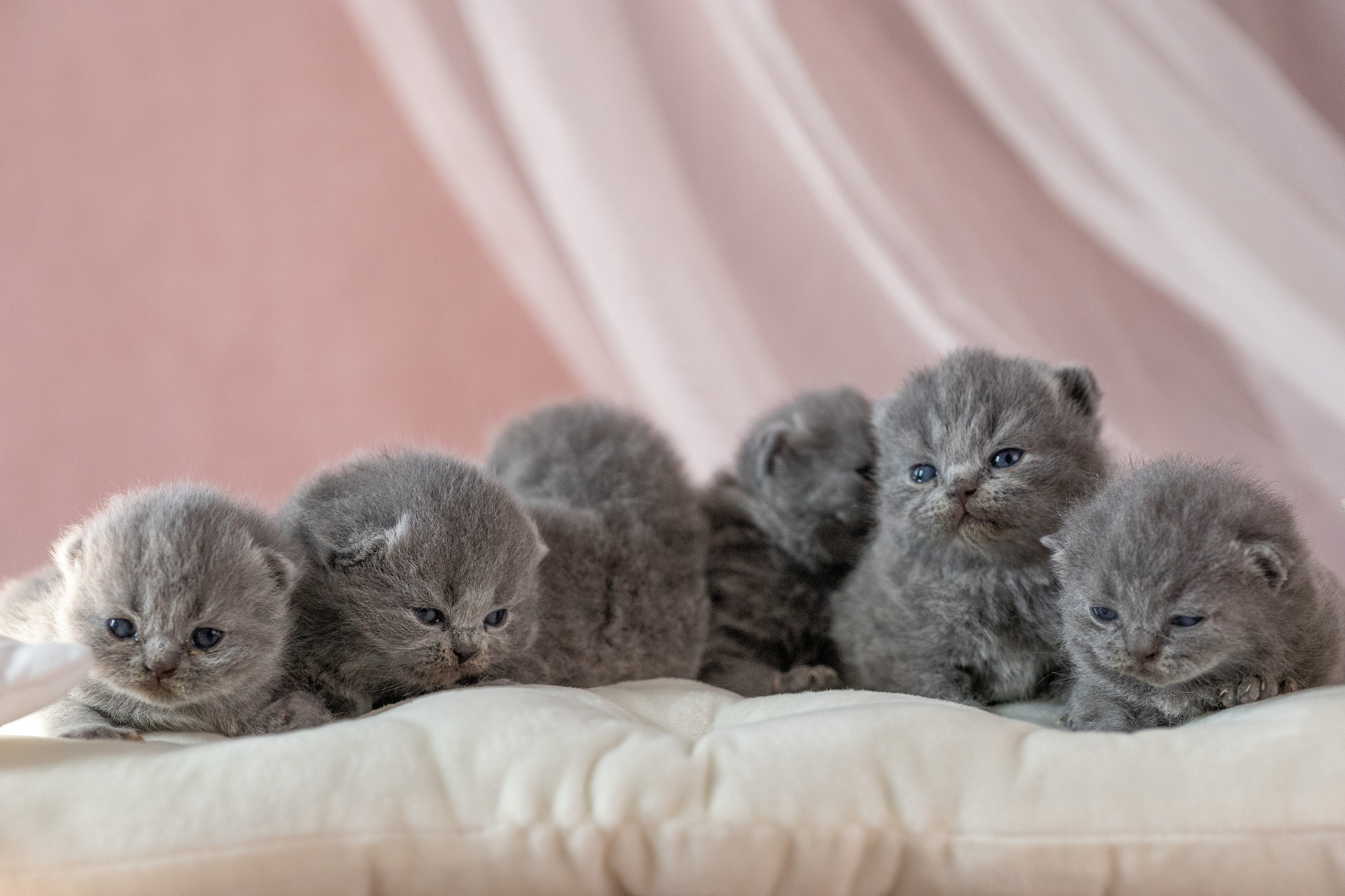 Котята. Фотограф Яна Матвеева в Ижевске