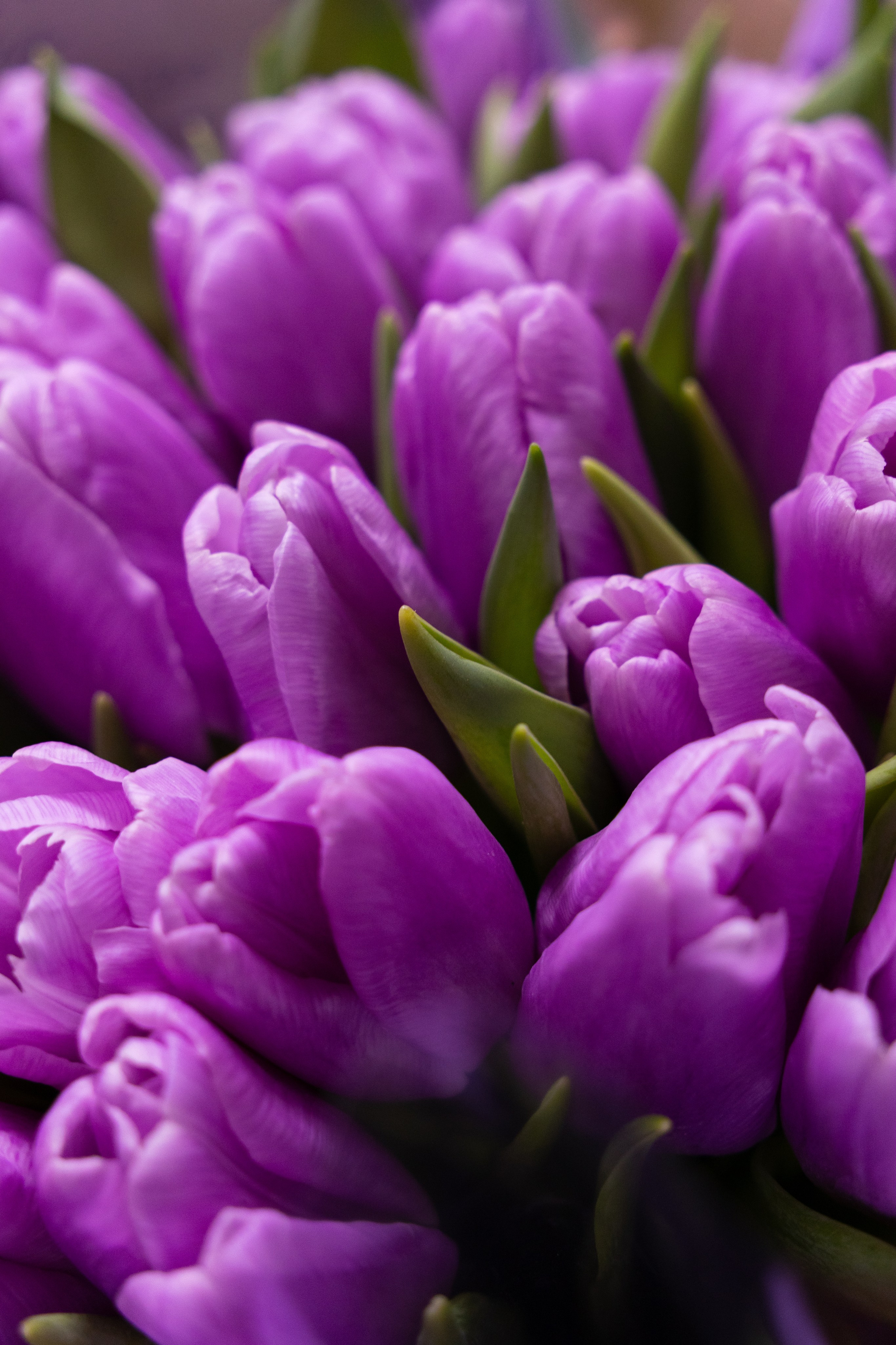 фиолетовые тюльпану, крупный план