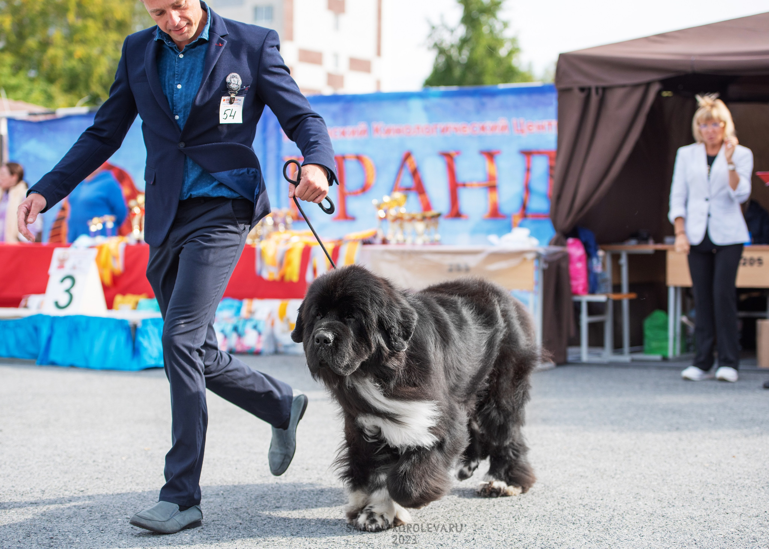 Выставка собак Тюмень 02.09.2023. Дог-фотограф в Тюмени Александра Королева