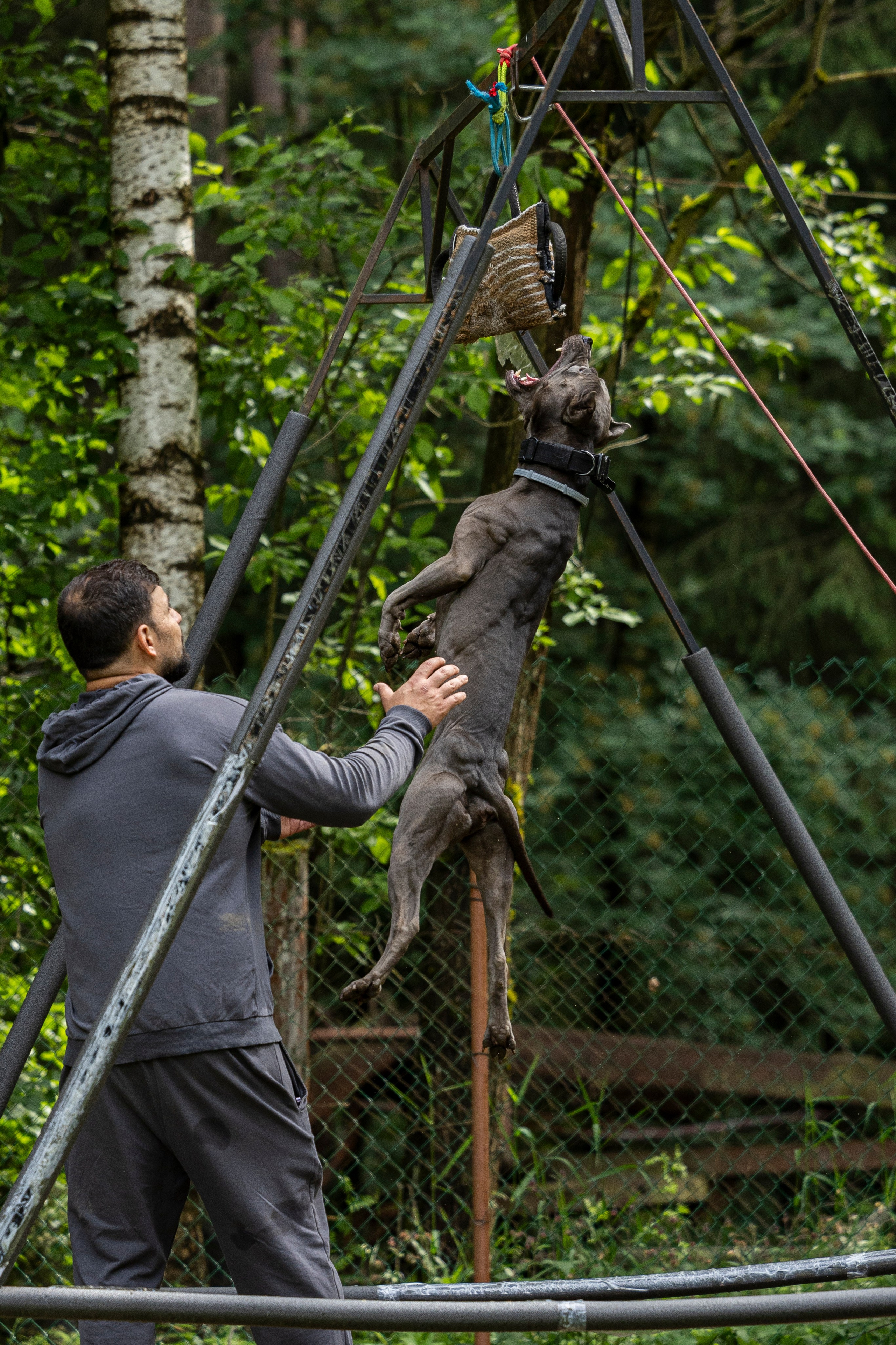 Пит-стафф многоборье. Фотограф-анималист Анна Маринич