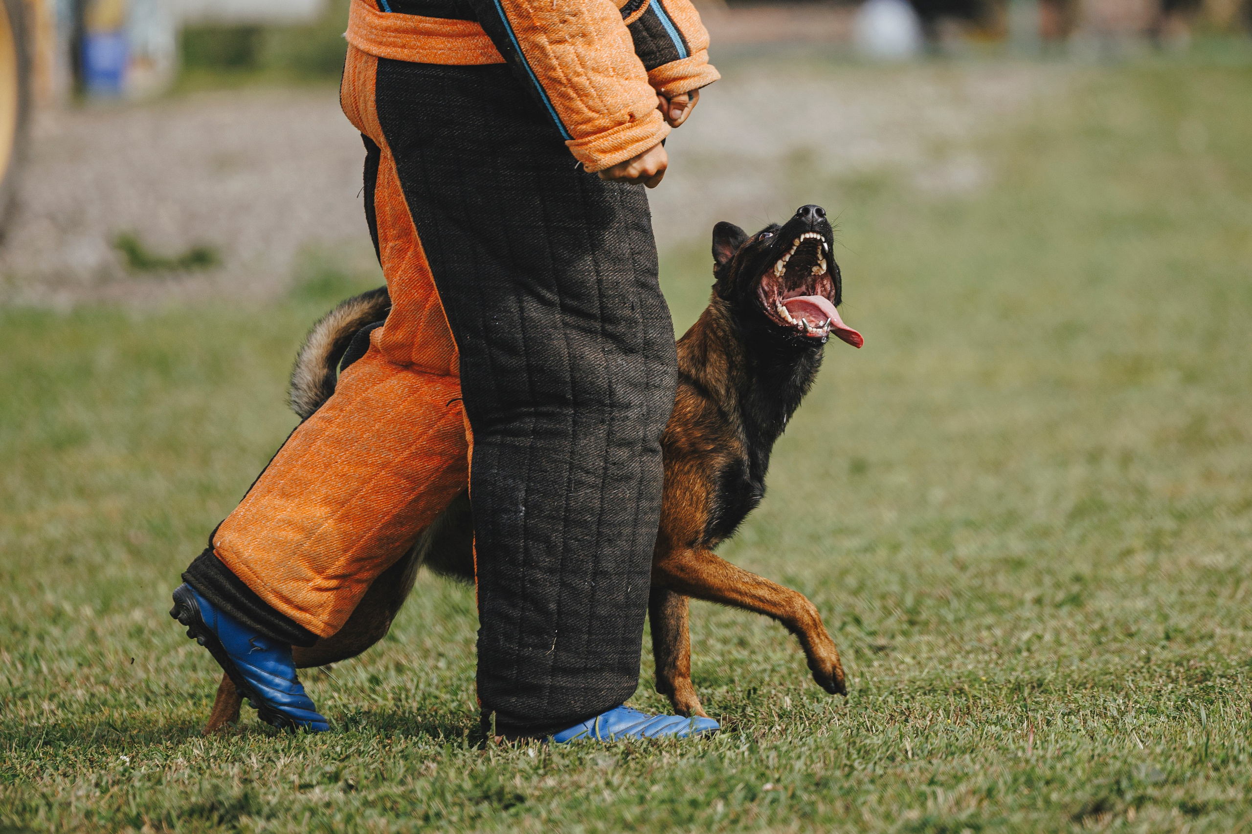 08.08.25-10.08.25 ЧР по мондьорингу г. Вологда. Фотограф-анималист Анна Маринич