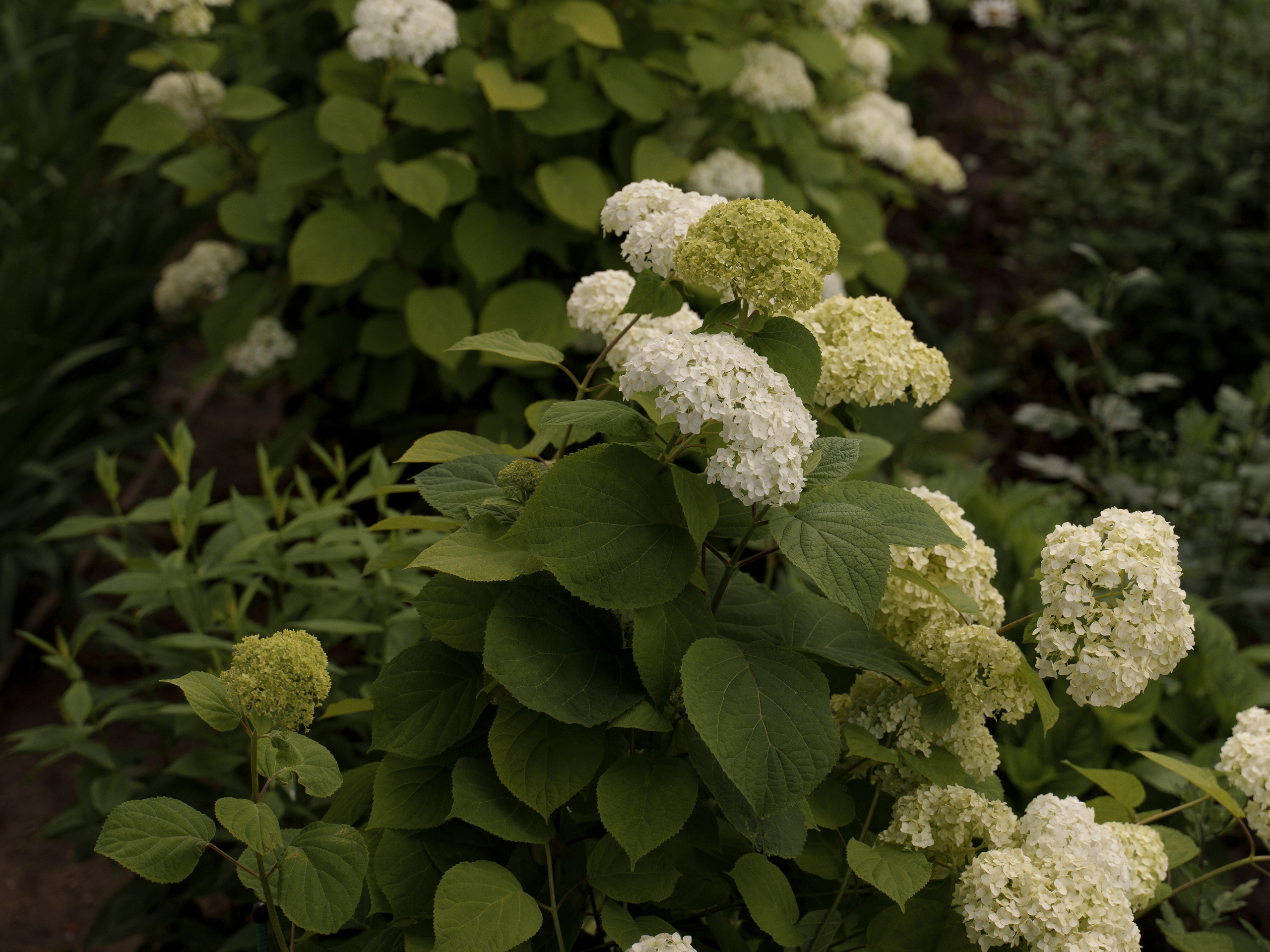 Крещение Дарины. Свадебный и семейный фотограф Диана Лбова. Чебоксары