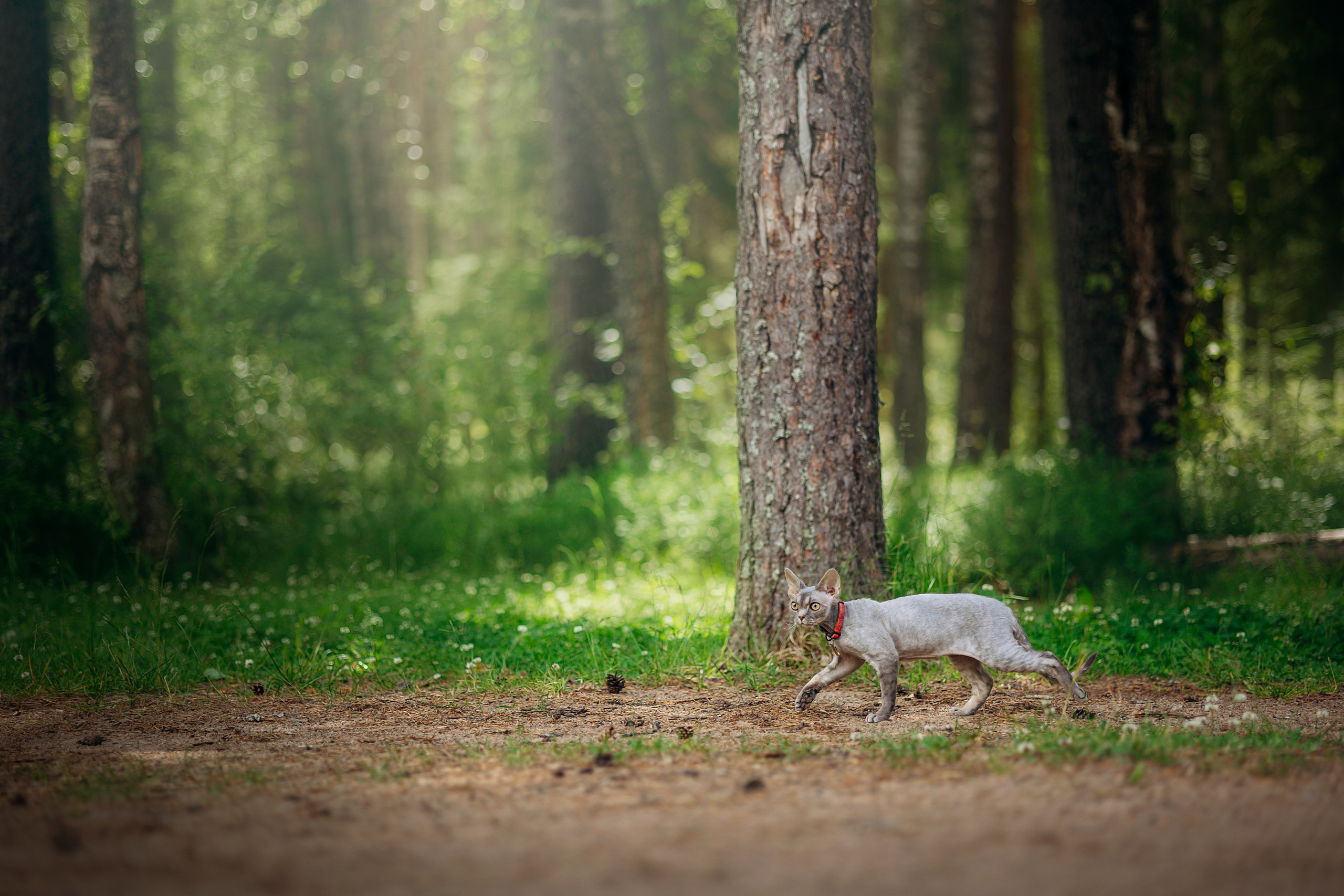 Котофеи и их семья. Фотограф — Анималист | Санкт-Петербург