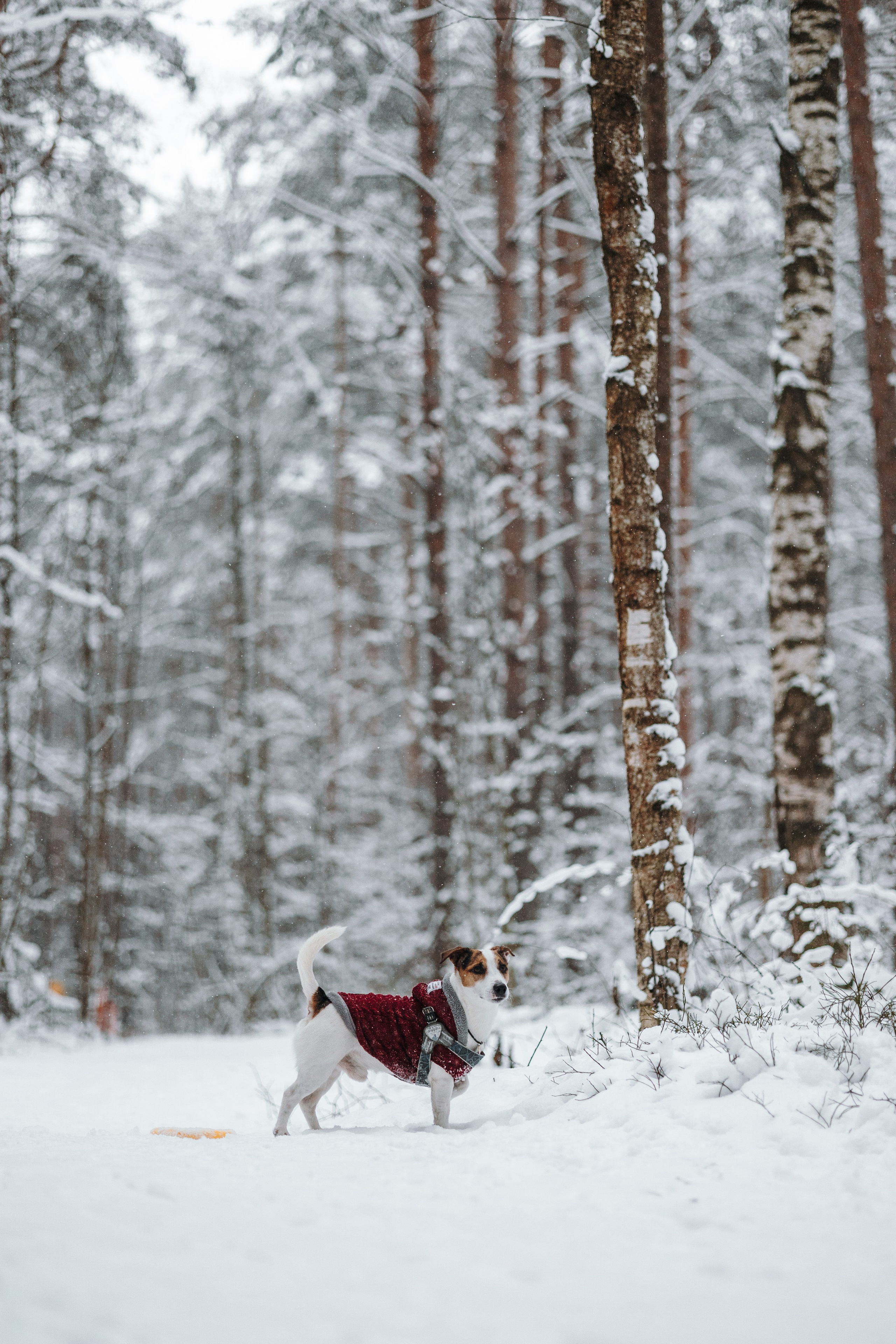 Наталья и Микки. Фотограф — Анималист | Санкт-Петербург