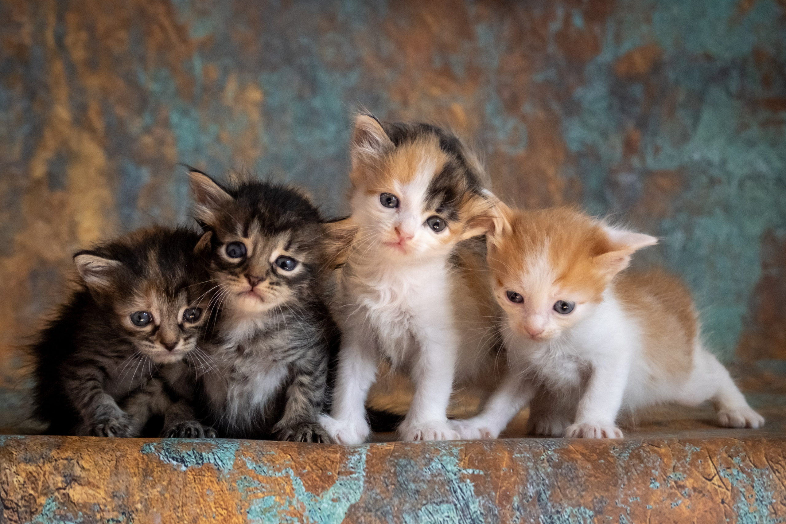 Котята для Дианы. Зоофотограф, фотограф животных в Москве и области Дина Дамоцева