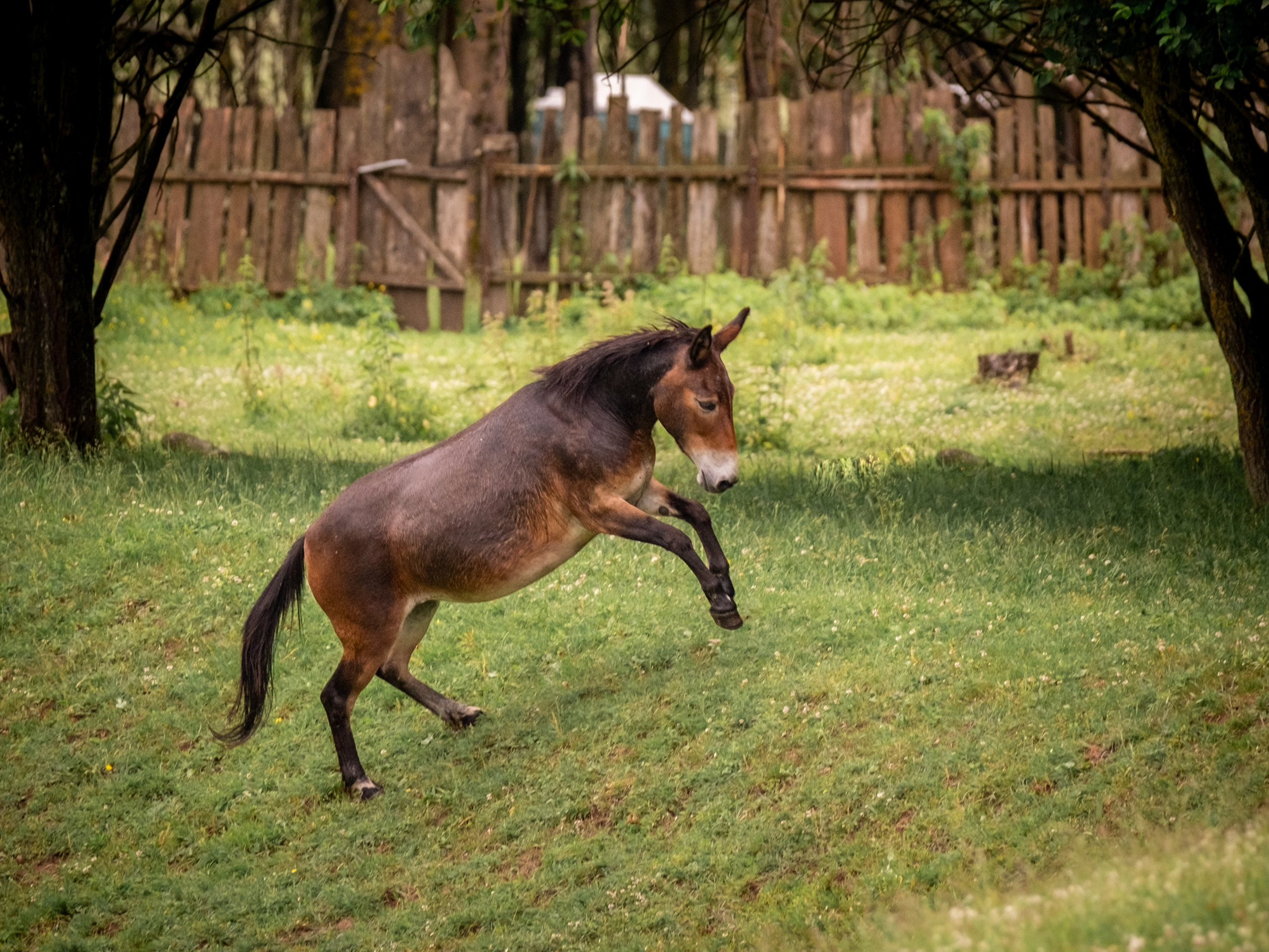 Аванпост, конное ранчо. Зоофотограф, фотограф животных в Москве и области Дина Дамоцева
