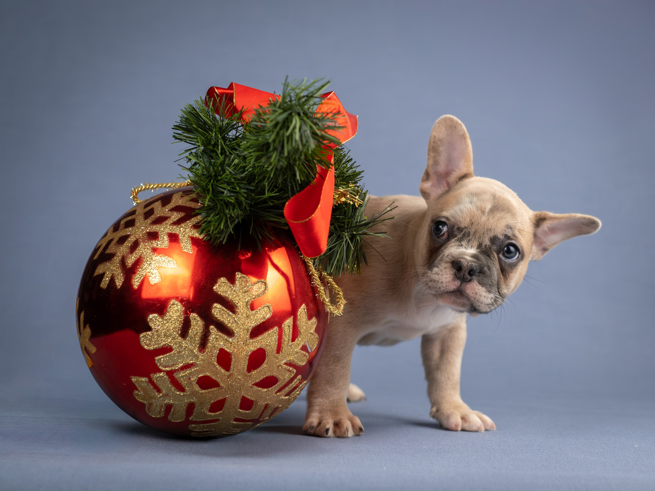 Зоофотограф, фотограф животных в Москве и области Дина Дамоцева