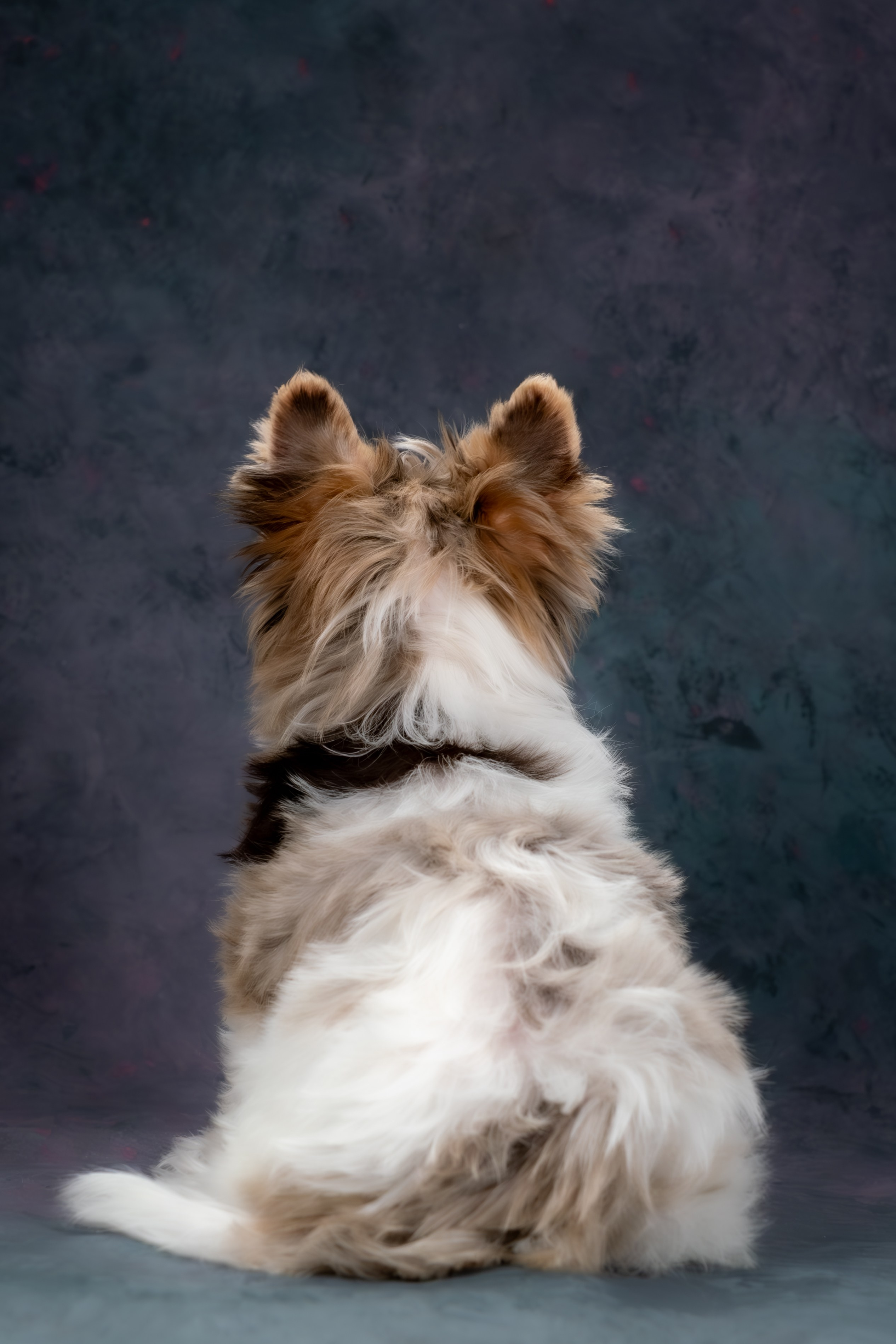 Сказочные биверы для Светланы. Зоофотограф, фотограф животных в Москве и области Дина Дамоцева