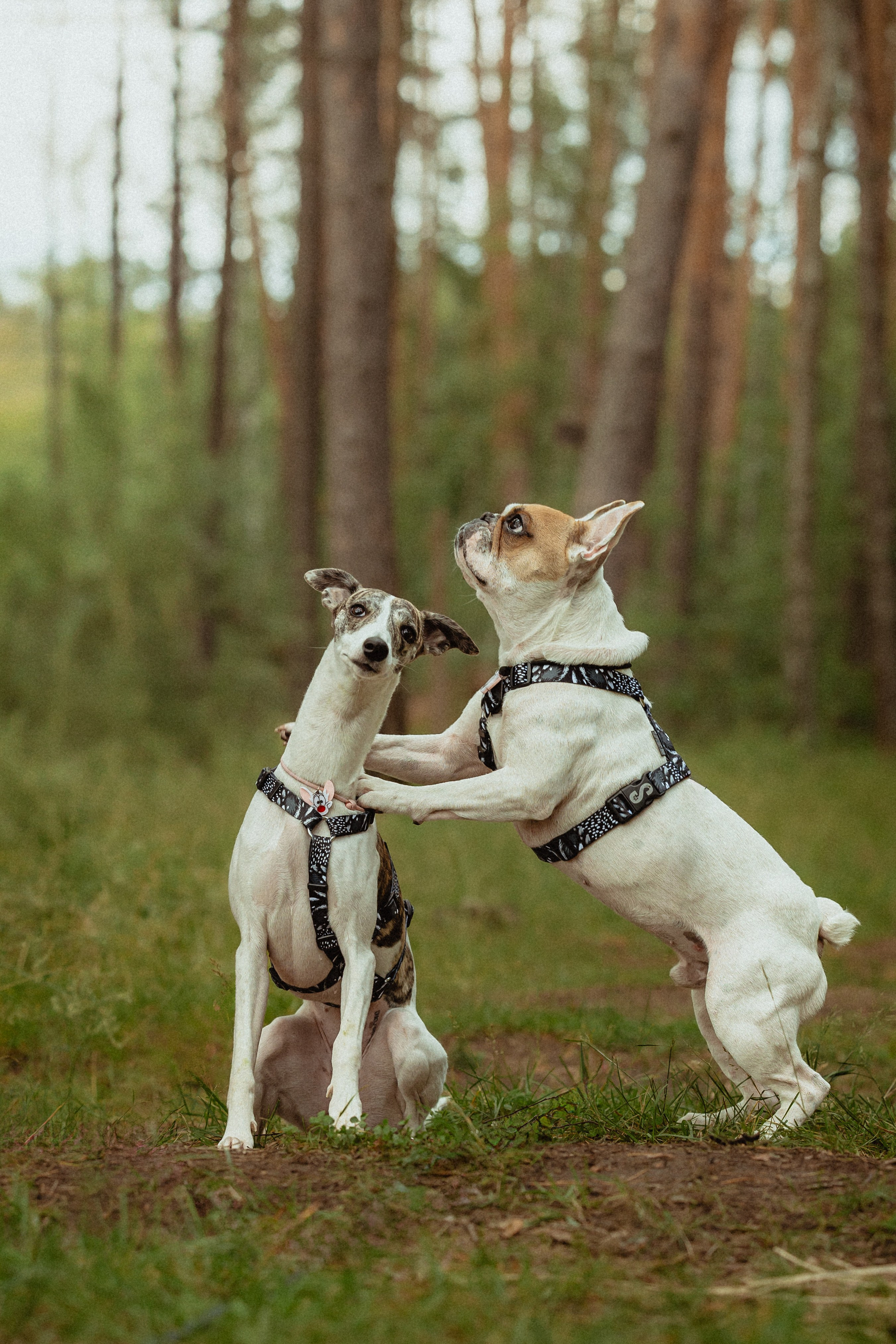 Выездной дог-тренинг от школы «Шерсть имею»
