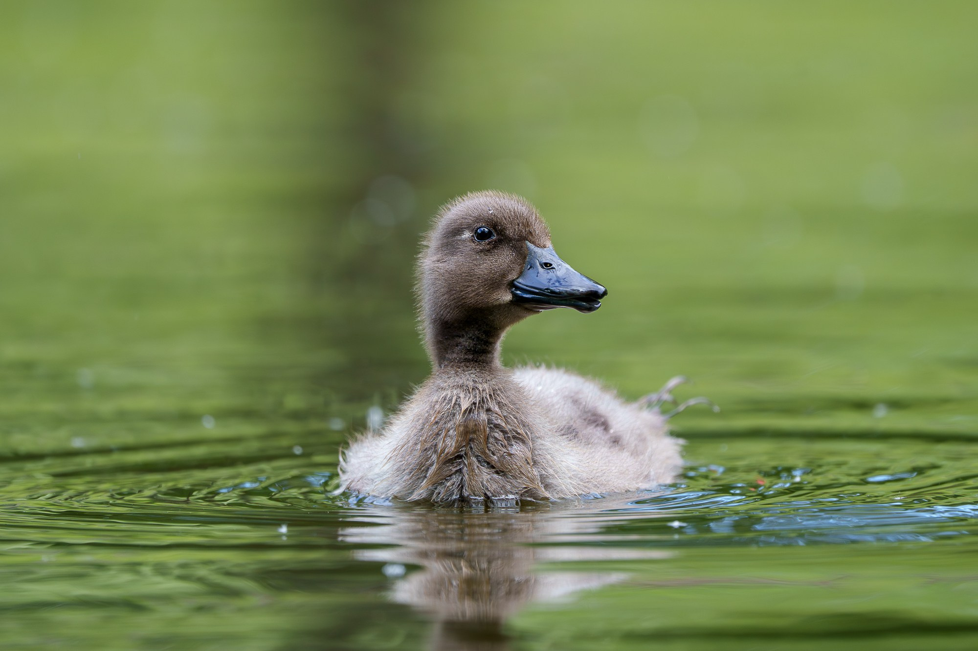 Удивительные мир птиц. Вокруг нас столько прекрасного — присмотритесь!. Ваш личный фотограф Марина Волкова