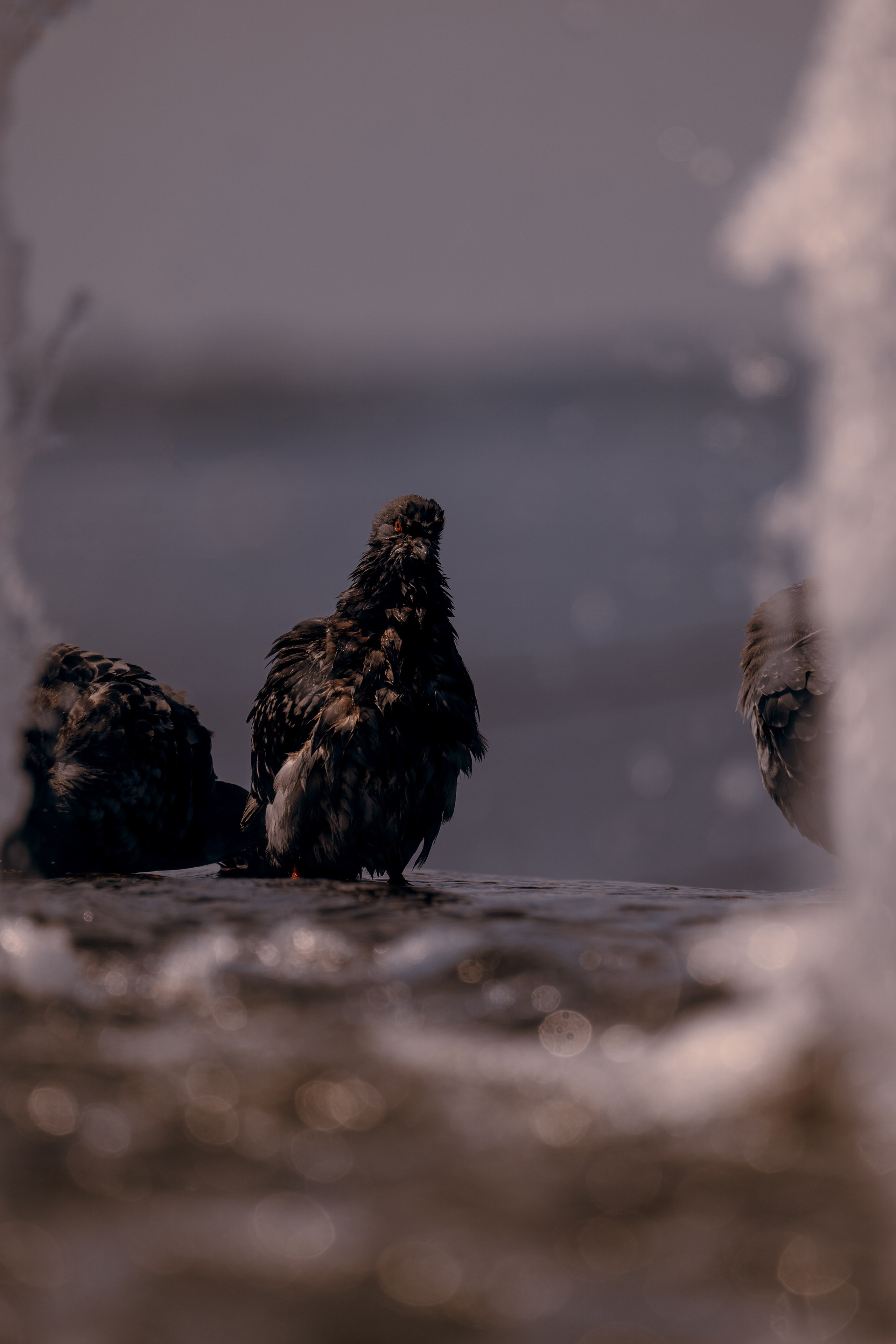 Парад судов. Фотограф в Самаре Вадим Грязнов