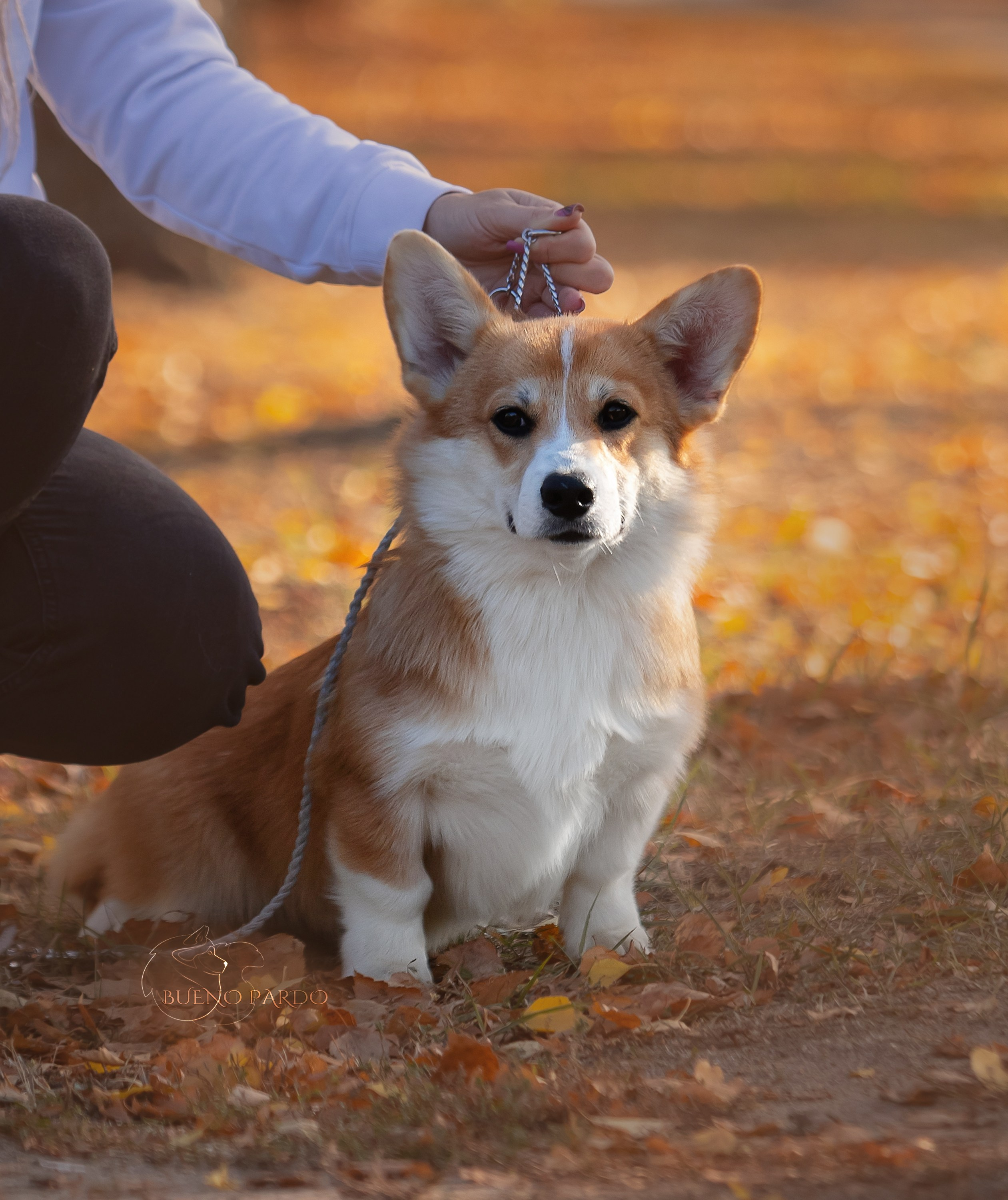 Щенки вельш корги пемброк из питомника. Питомник собак Акита, Хаски, Корги