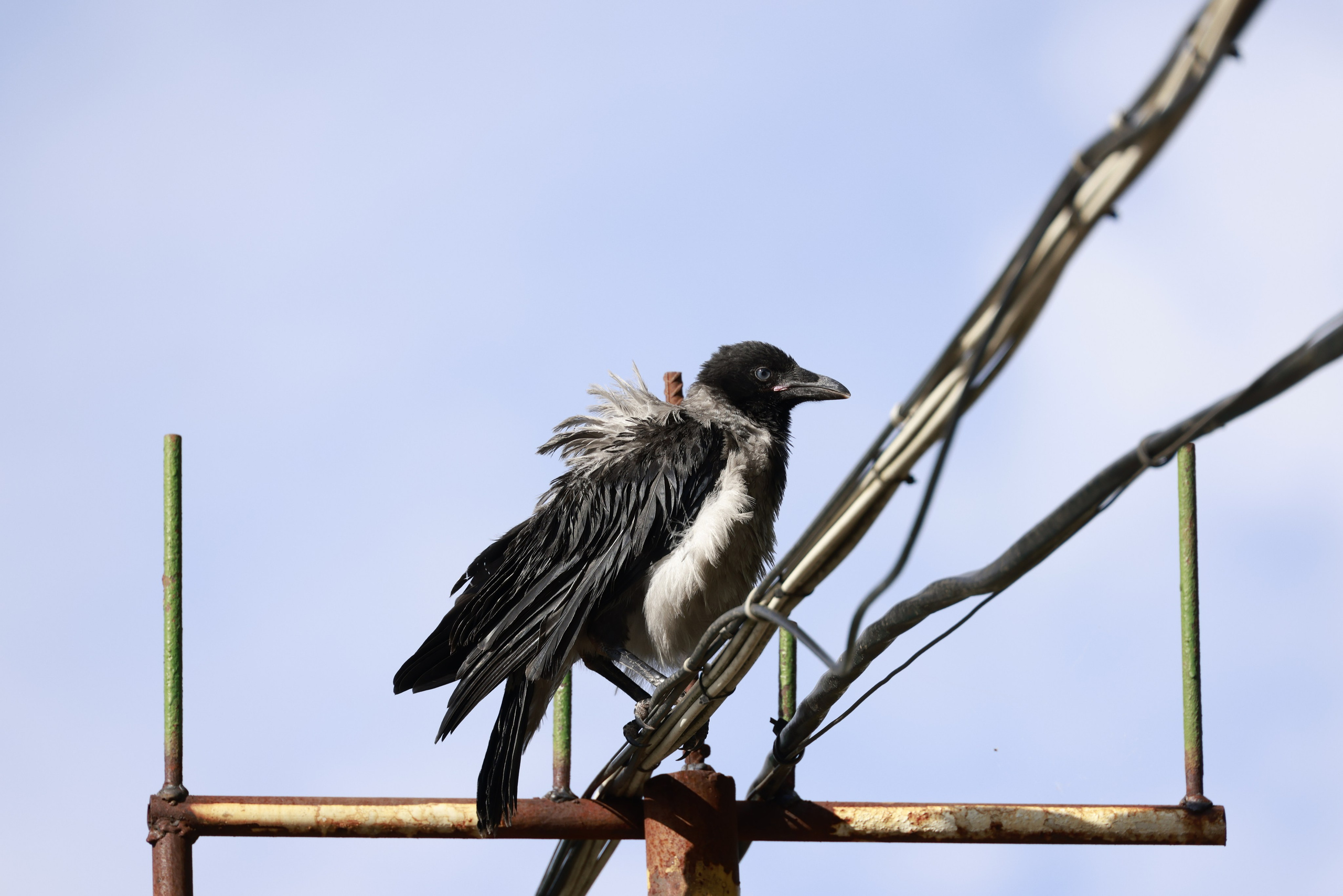 Зверье. Фотохудожник BID