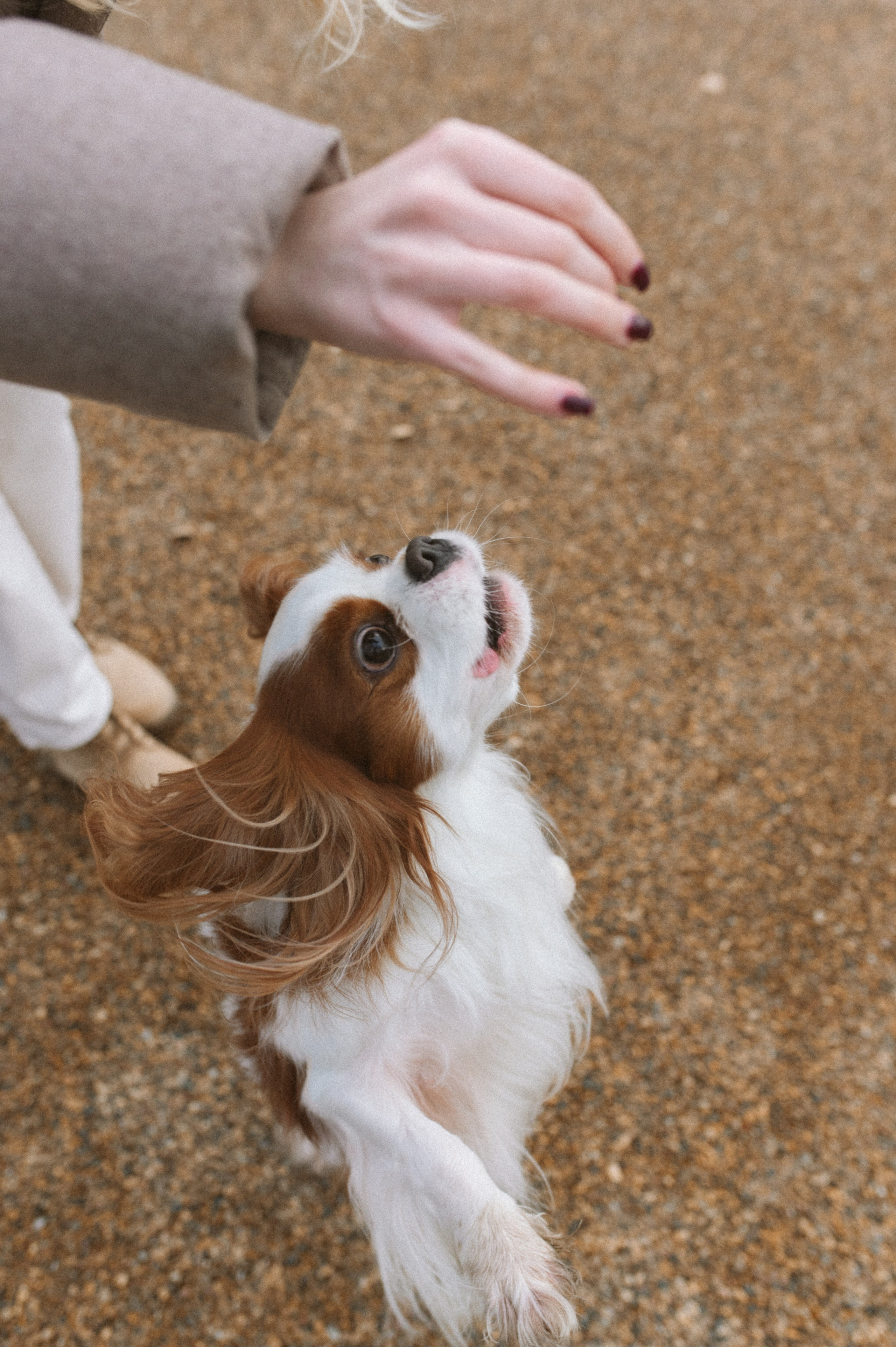 Настя и Тэйлор. Фотограф анималист в Москве Ольга Агушева