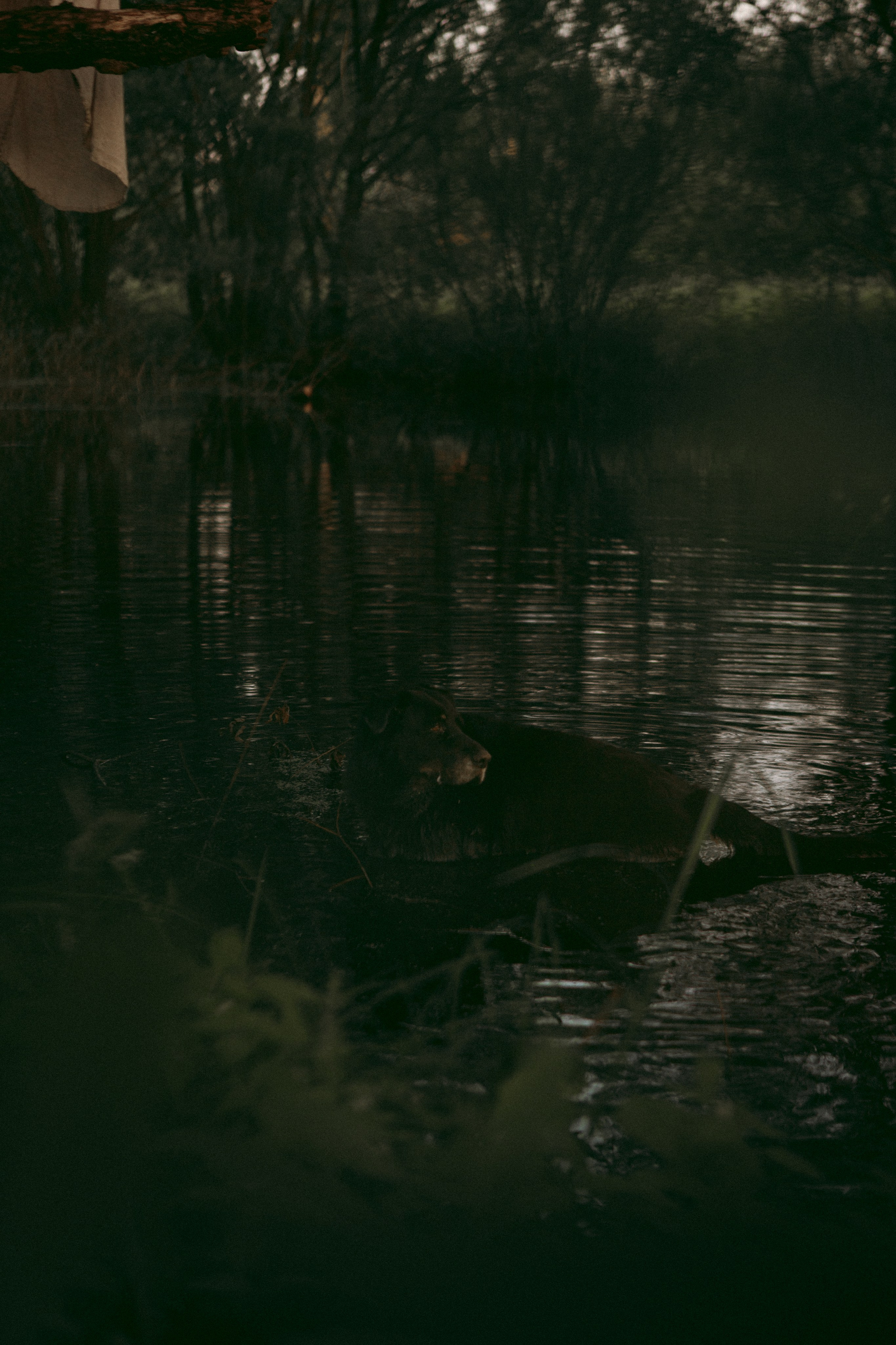 Алёна и Феликс. Про вас, самых близких и хвостиков. Фотограф на Кипре, Ксения Бурдель