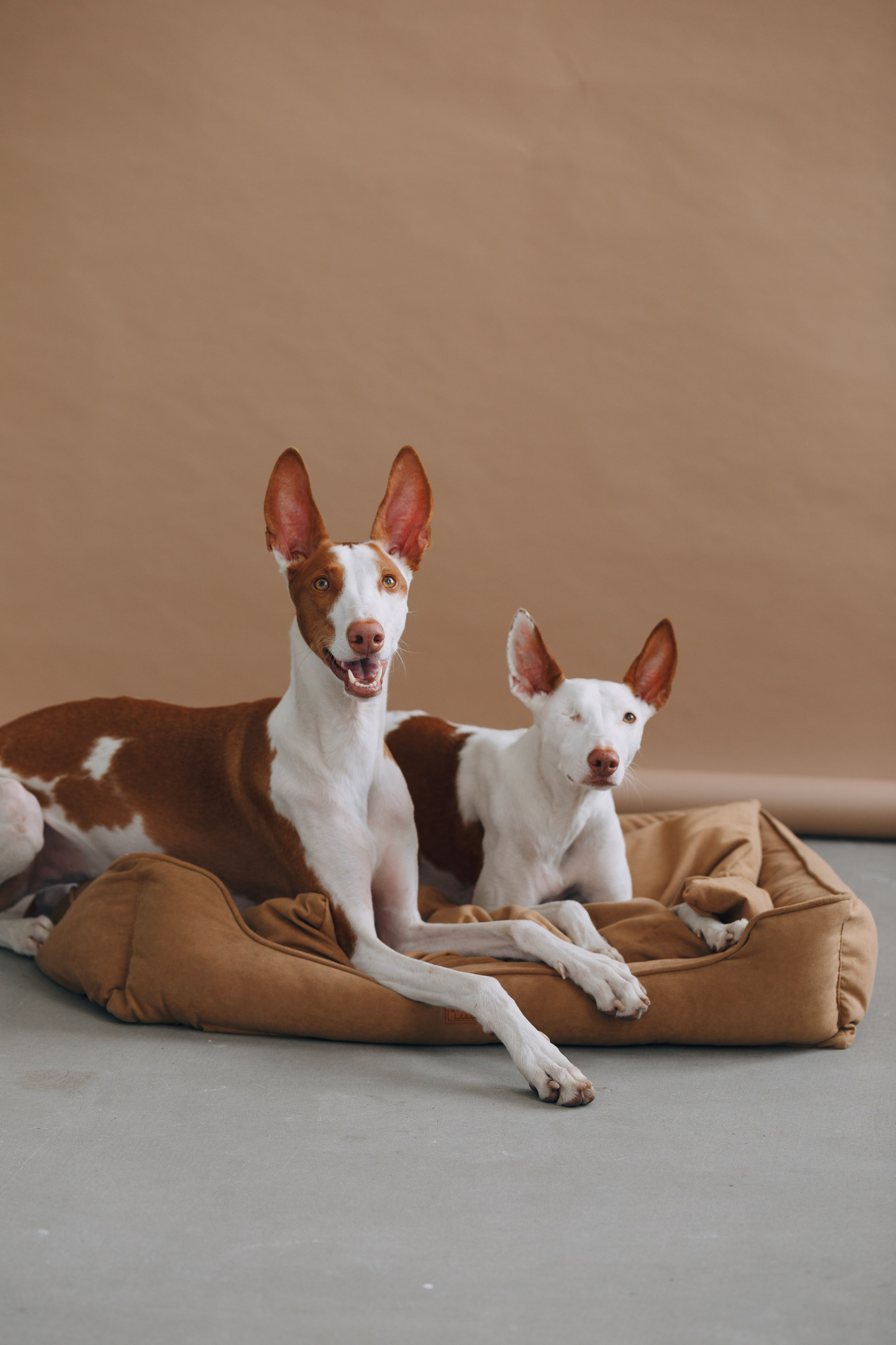 Boonwood Pets лежанки для животных. Фотограф анималист Кристина Карпова, Москва