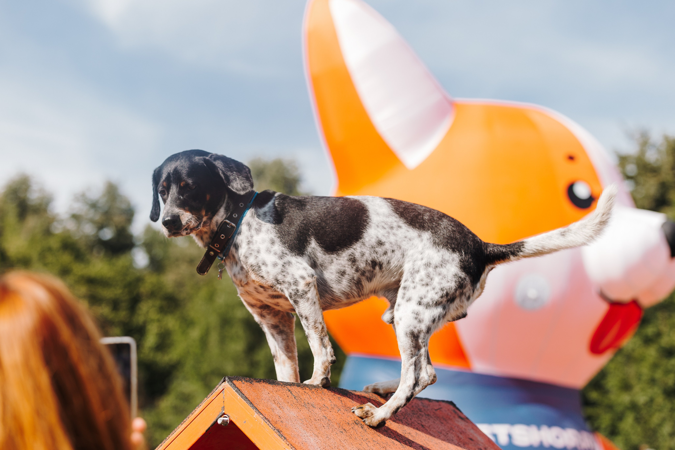 Petshop Sup day. Фотограф анималист Кристина Карпова, Москва