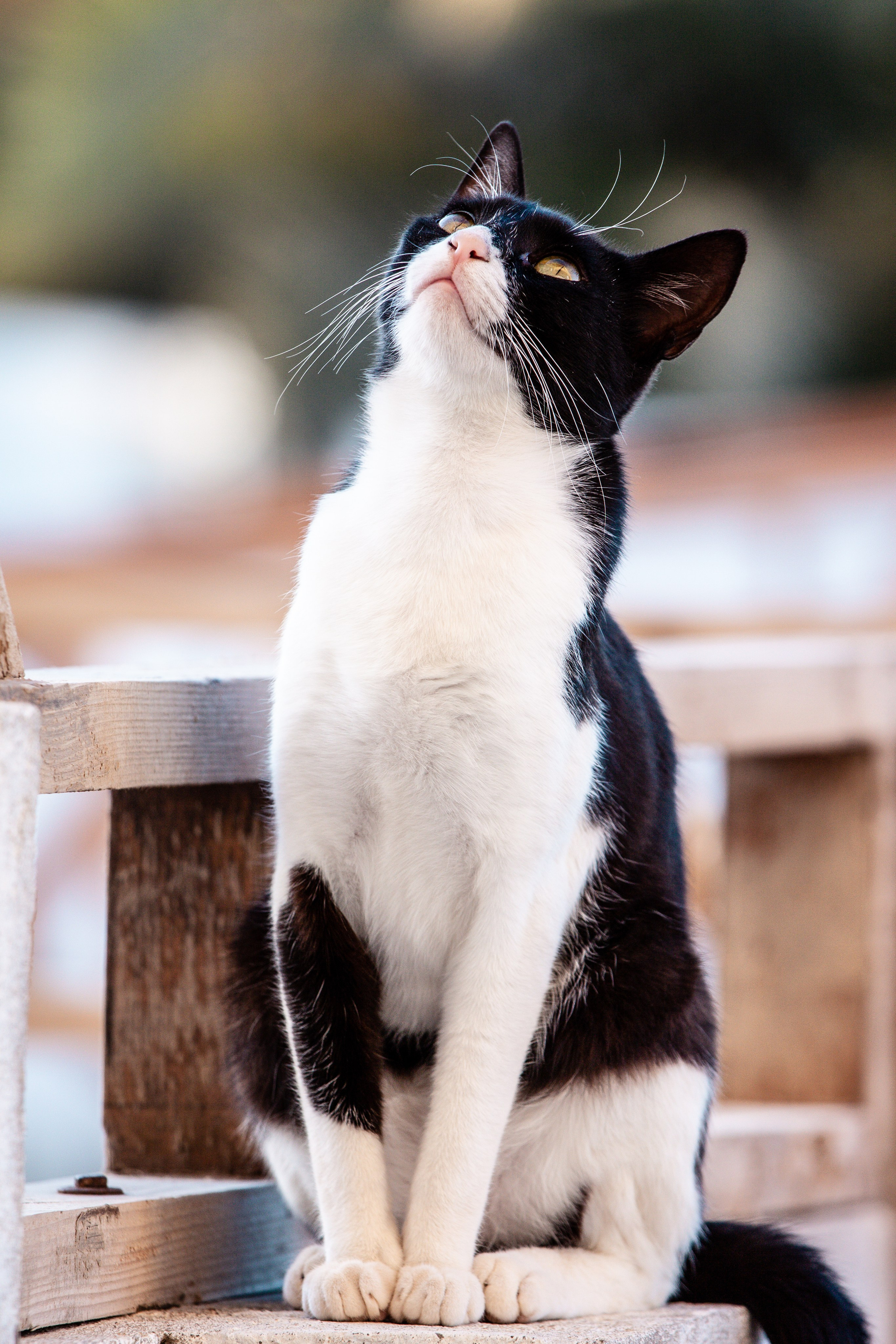 Рубрика Котиков. Дария Галямова — фотограф: открытый, творческий, коммерческий