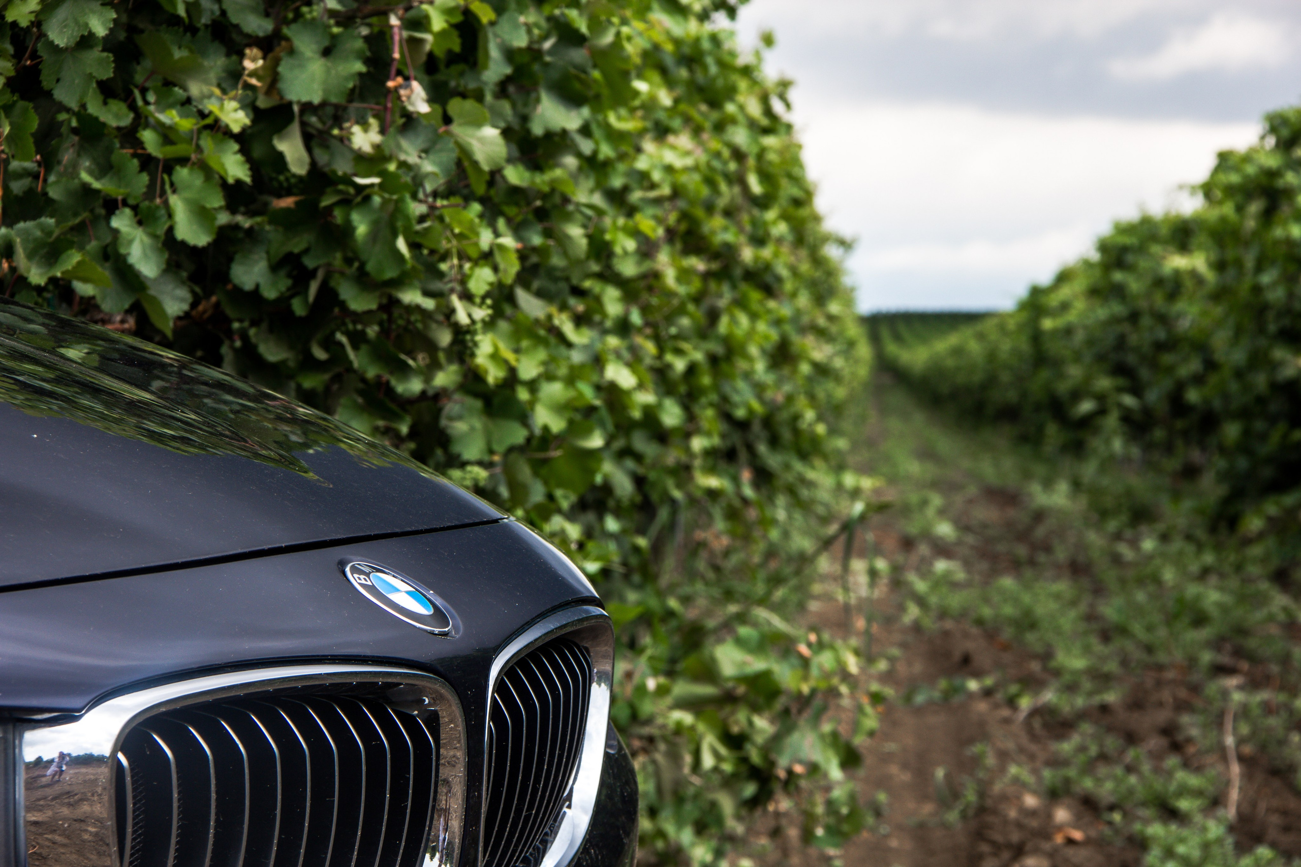 Kuban vineyards. Дария Галямова — фотограф: открытый, творческий, коммерческий