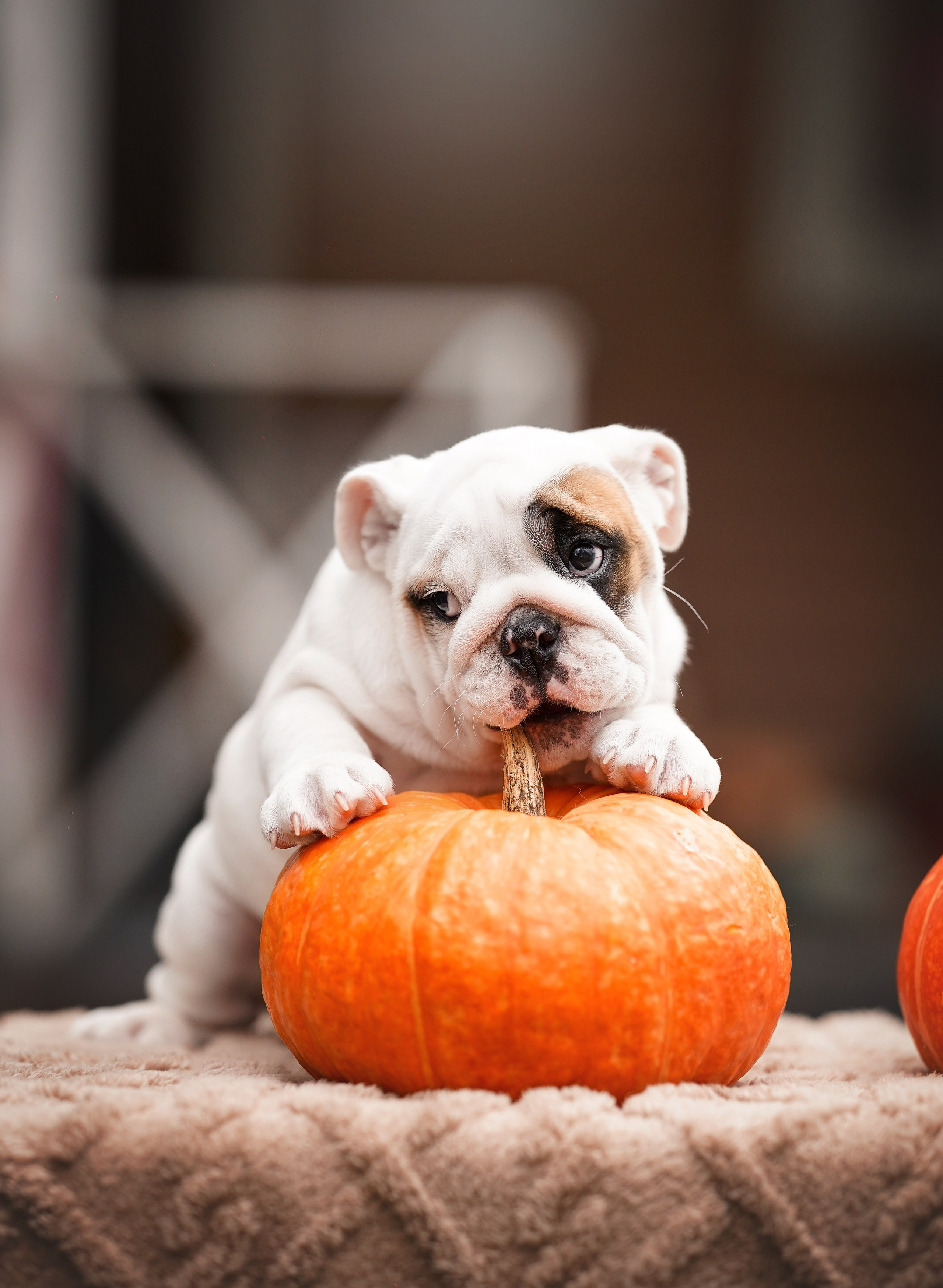Щенки бульдога. Фотограф-анималист в Санкт-Петербурге Яна Мартынова