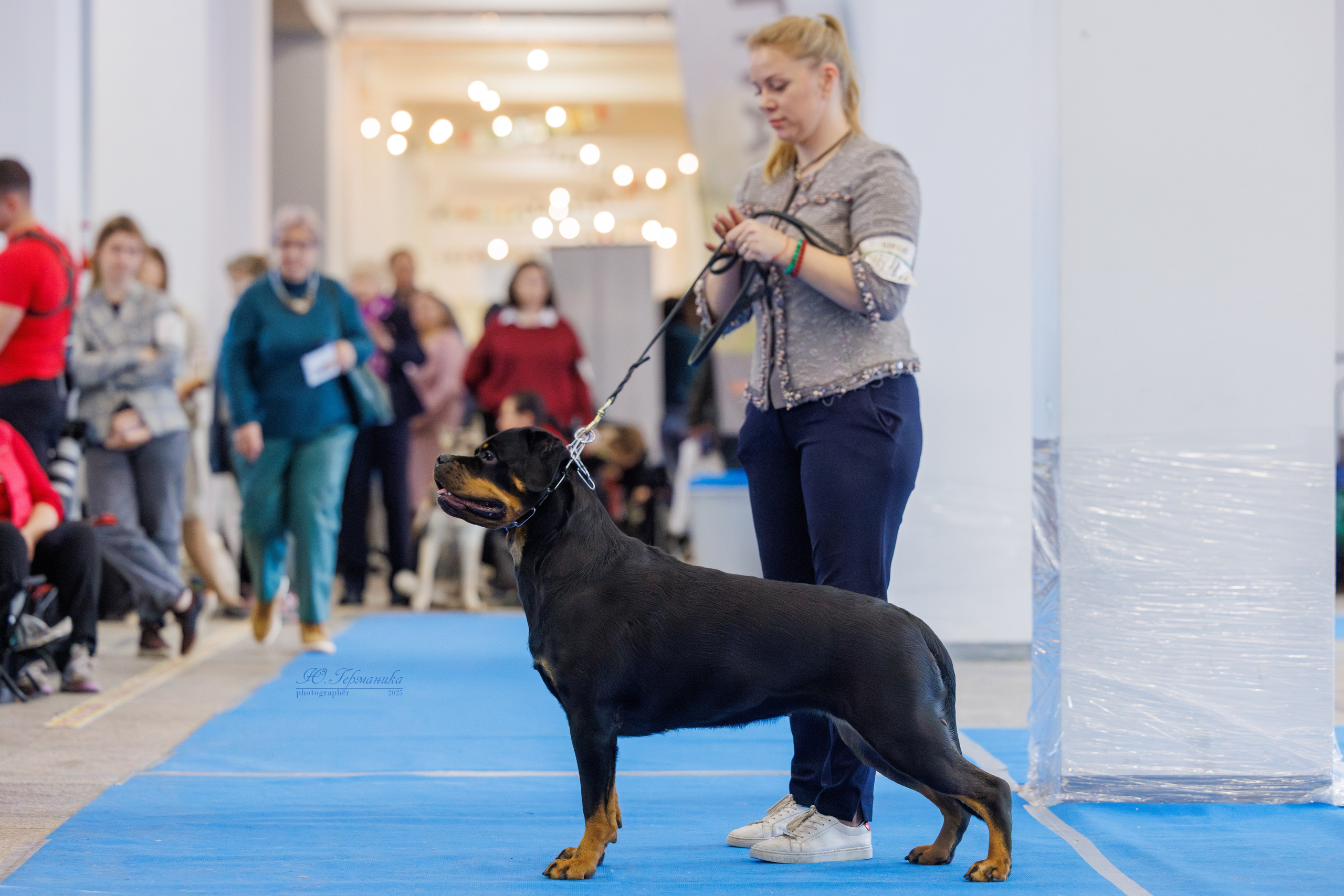 Питер ротвейлеры 18.01,Крокус 19.01.2025. Фотограф-анималист Юлия Германика
