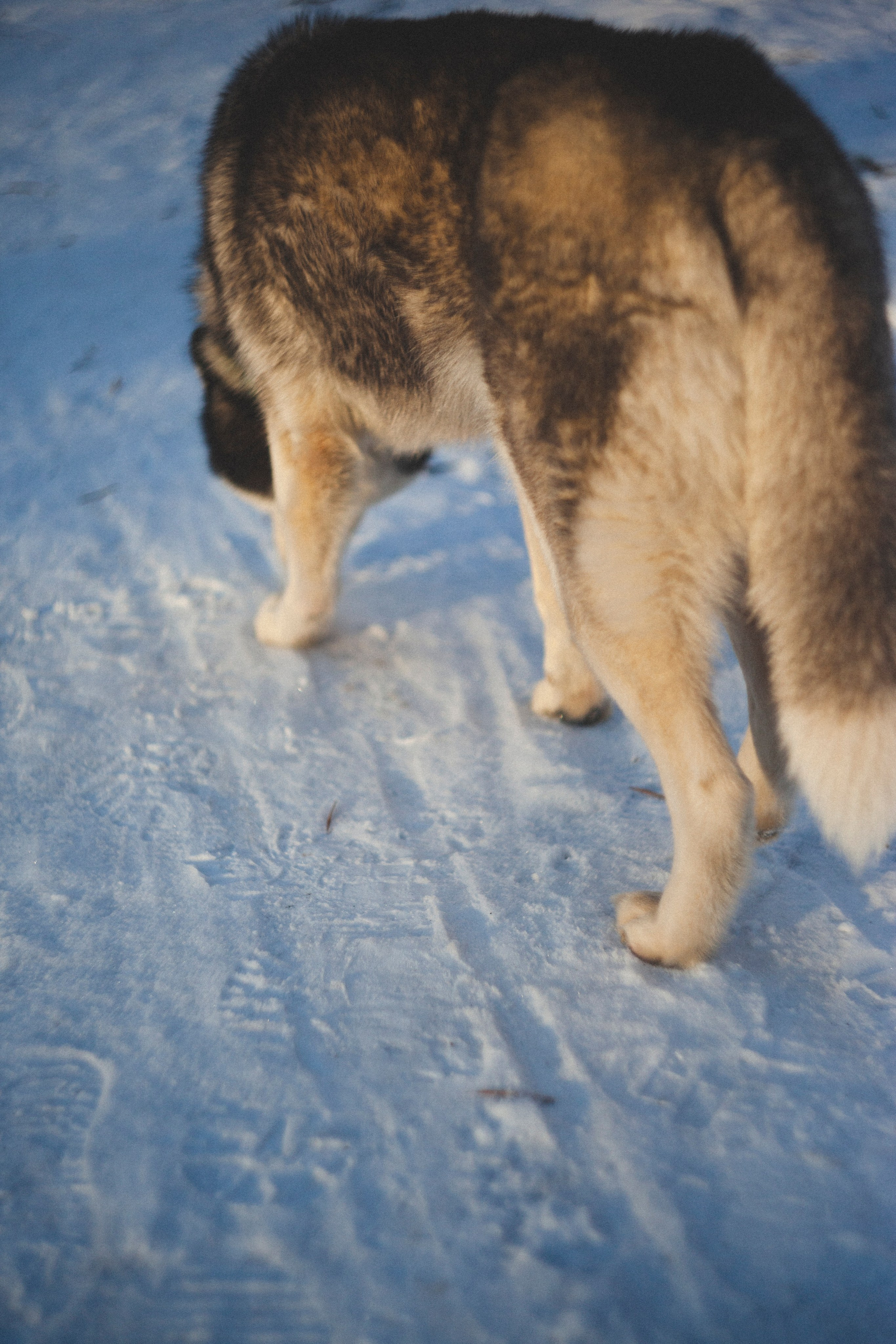 В Алексеевском саду. Фотограф Адигамова Юлия в Петербурге