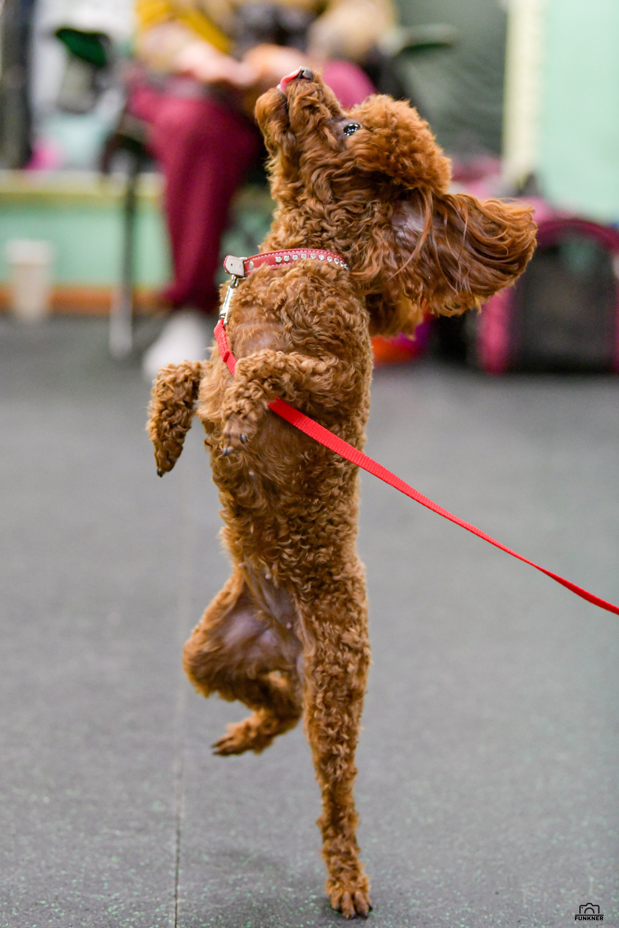 Кинологический клуб «Бодрый хвост». Свой взгляд через объектив
