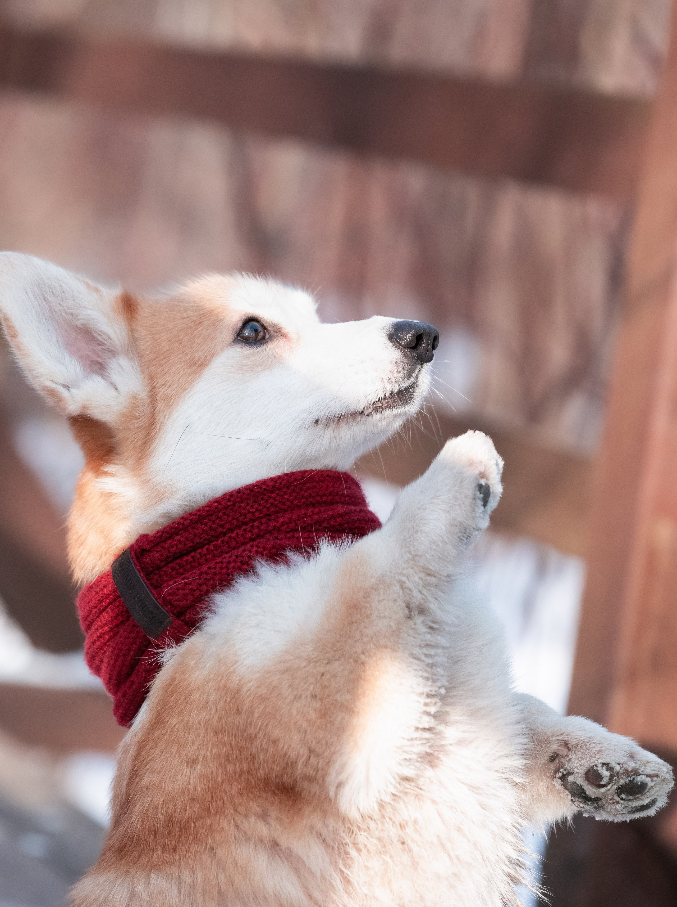 Даша и Дживс. Фотограф-анималист Смирнова Клеопатра|Москва