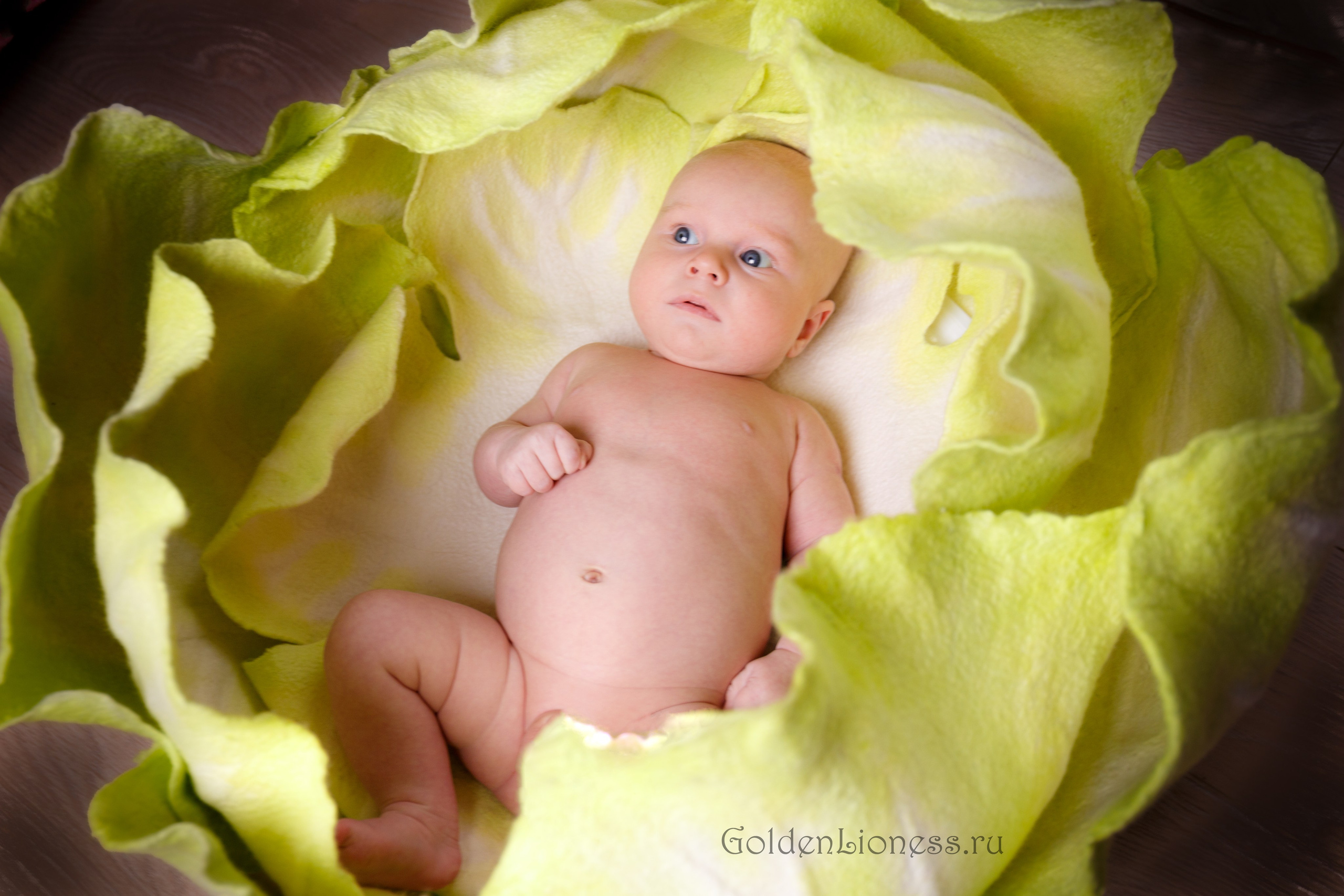 Галерея. GoldenLioness | Фотосессия новорожденных детей (newborn) Москва