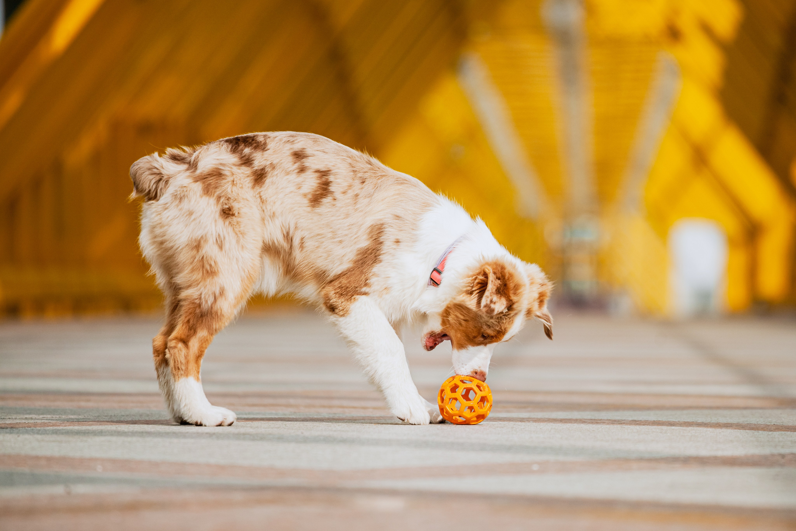 Андреевский мост. Фотограф-анималист Татьяна Степанова