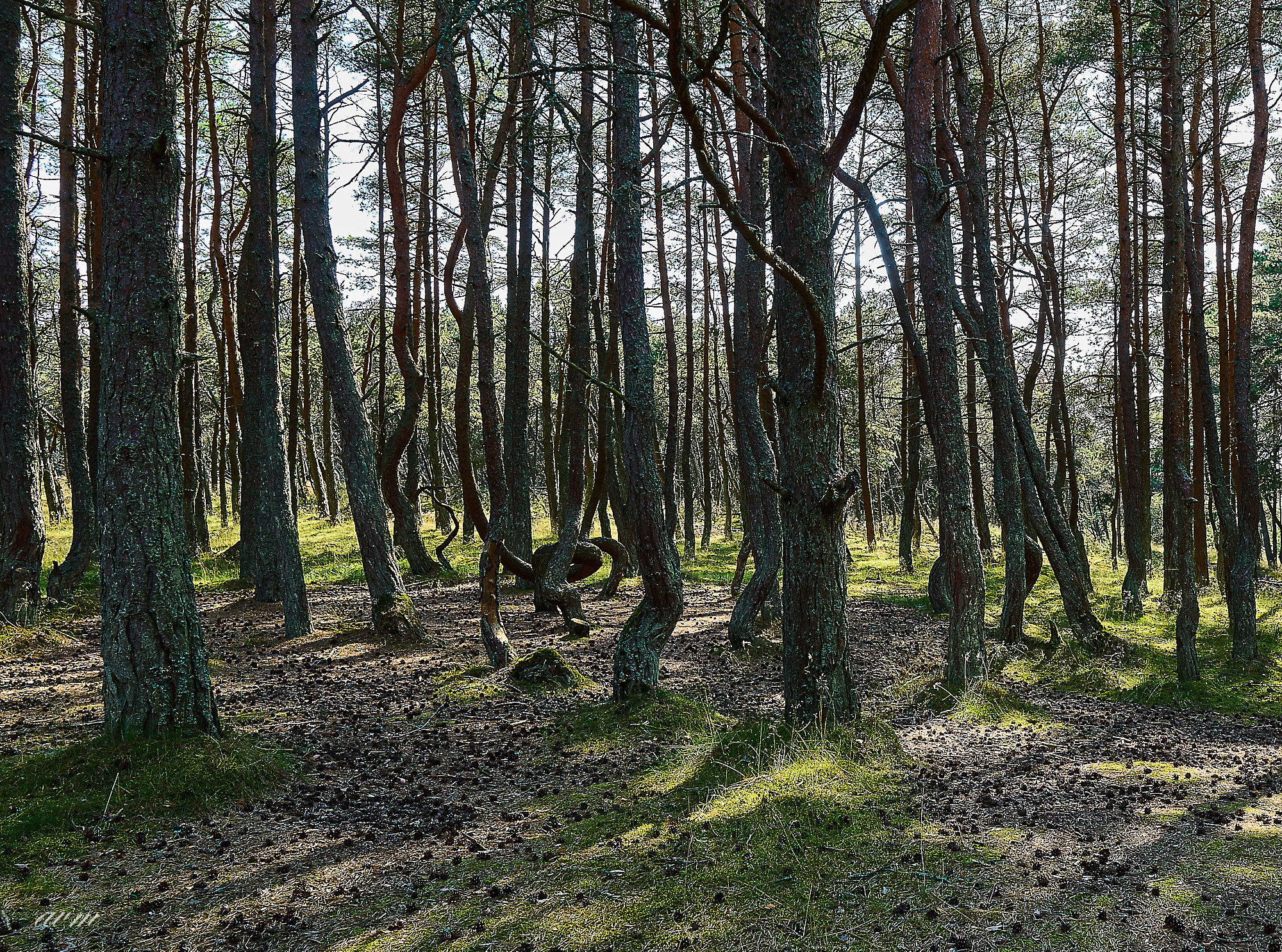 Калининград. Фотограф Михеев Андрей