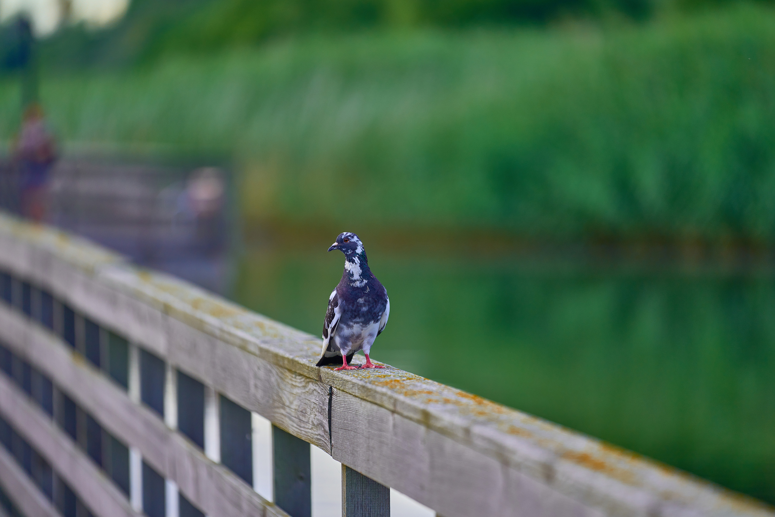 Калининград. Фотограф Михеев Андрей