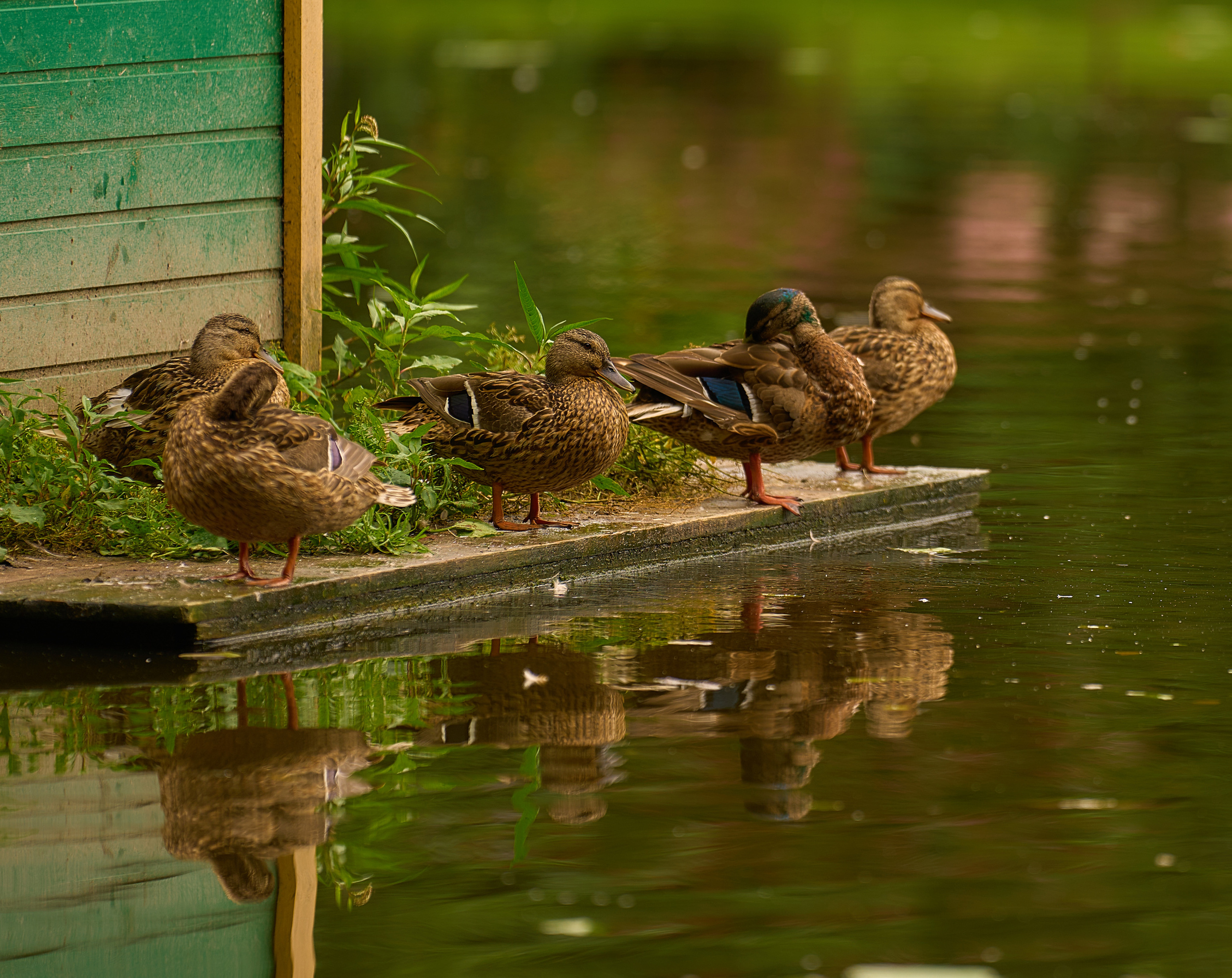 Калининград. Фотограф Михеев Андрей