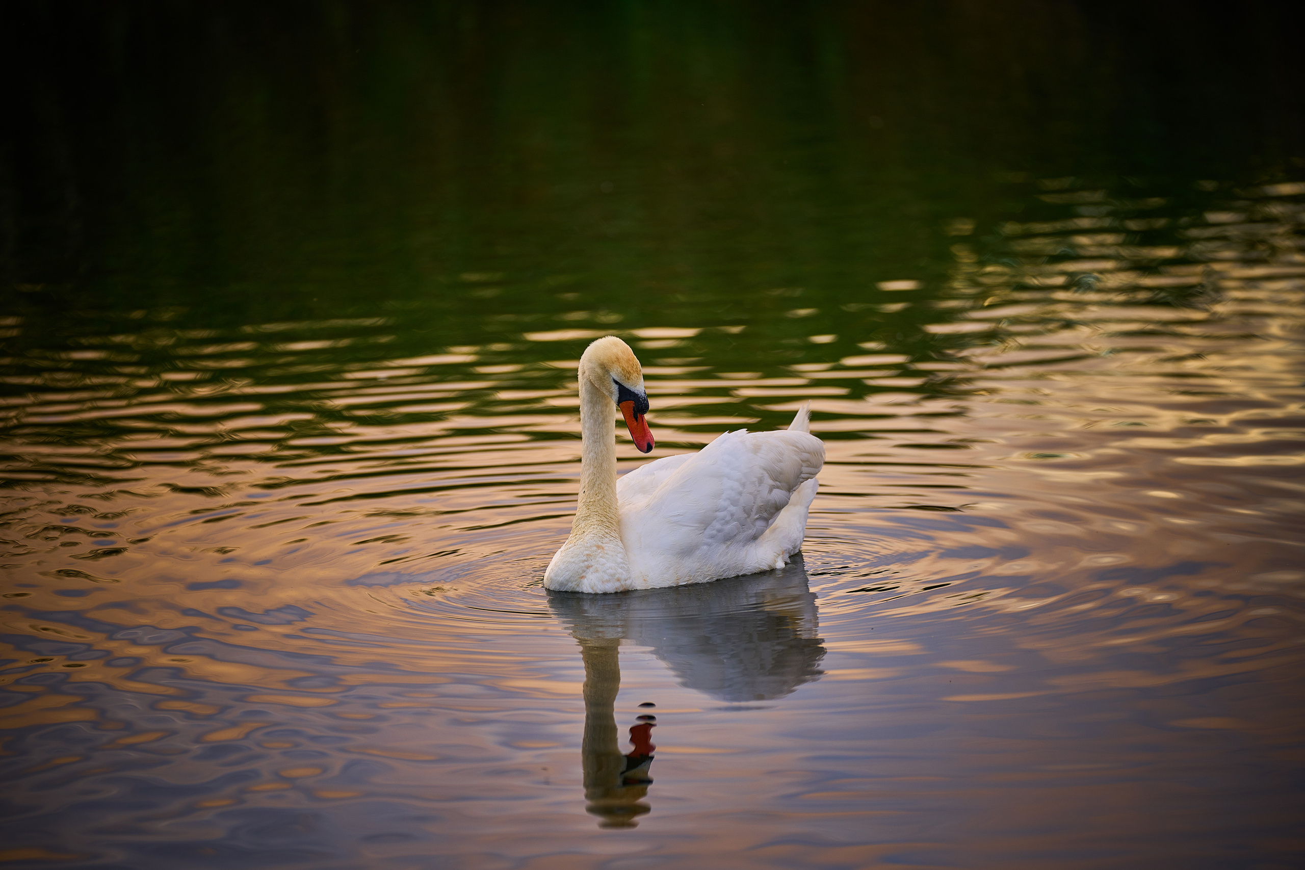 Калининград. Фотограф Михеев Андрей