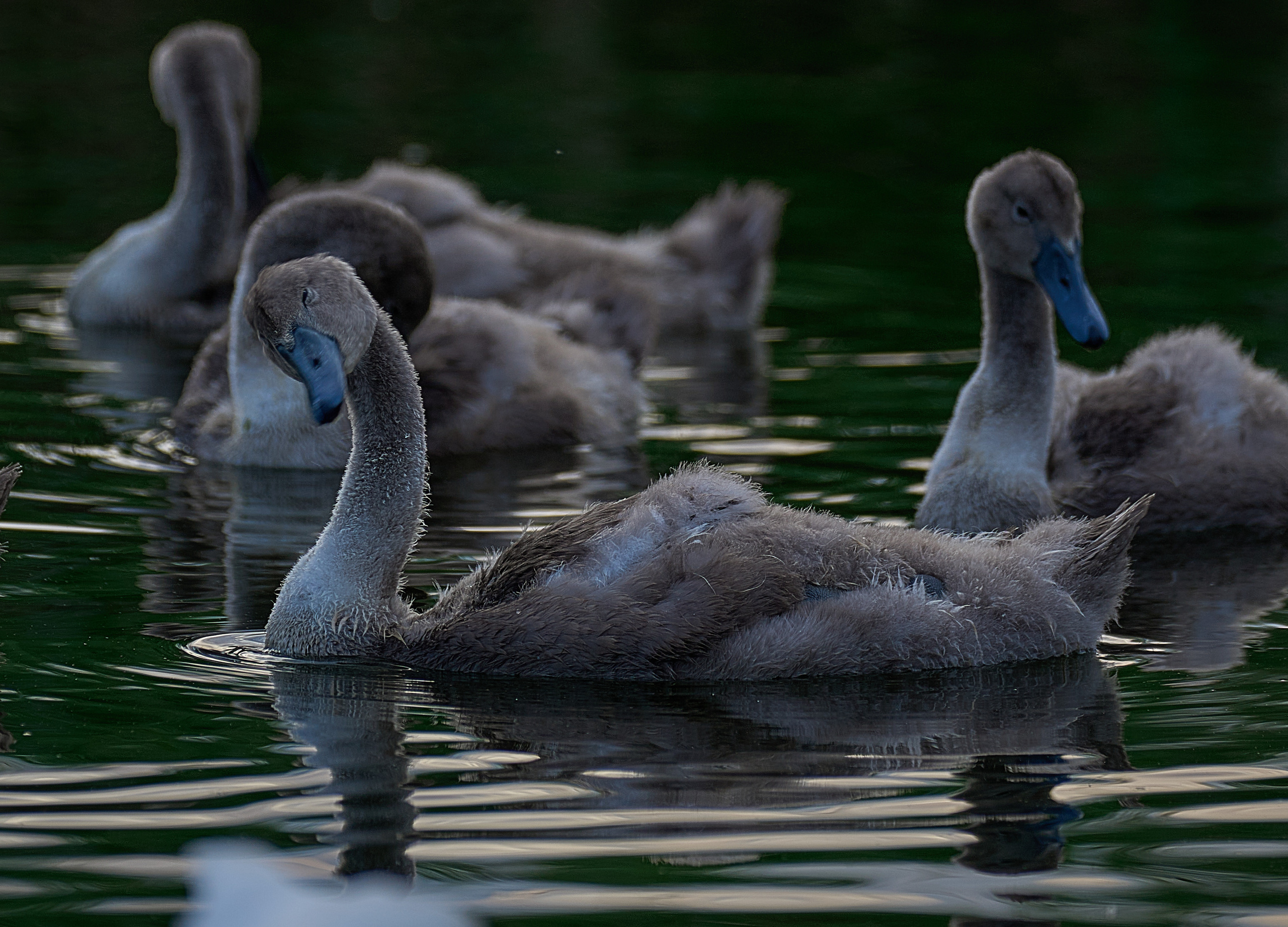 Калининград. Фотограф Михеев Андрей